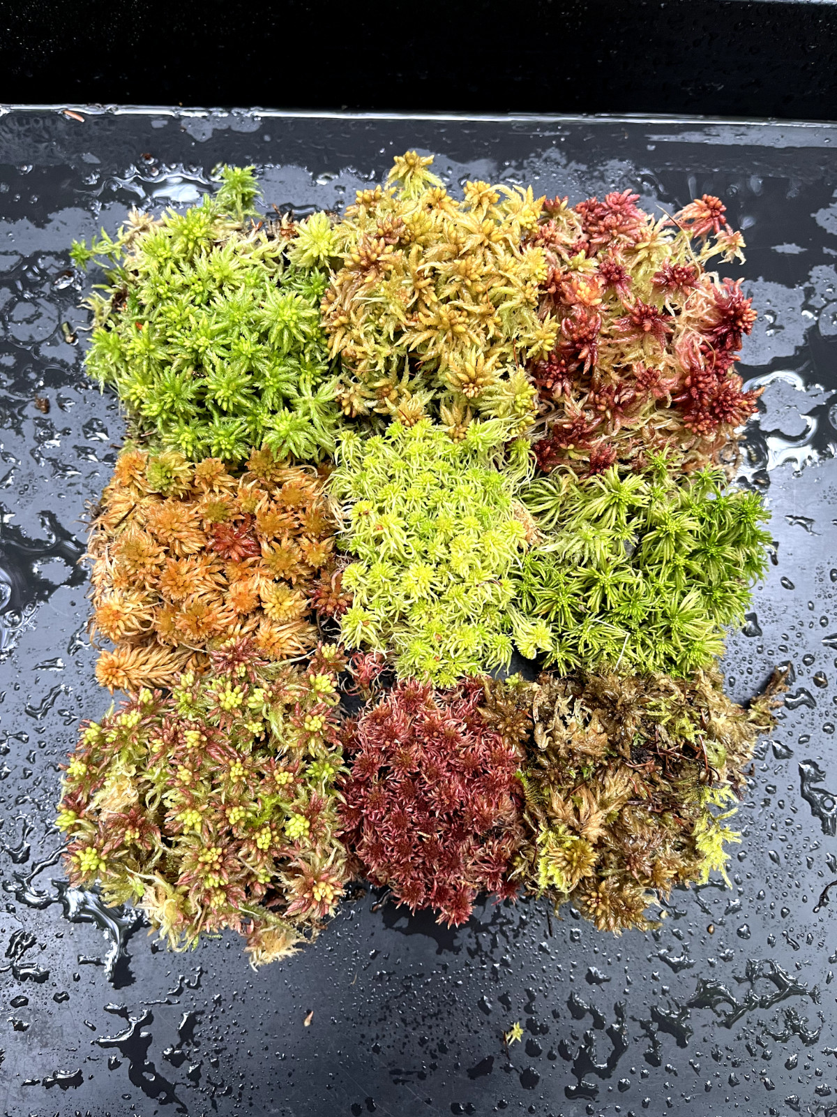 Live Sphagnum Moss 9 Species Mix 7″x8″ Carnivorous Plants Terrariums Vivariums