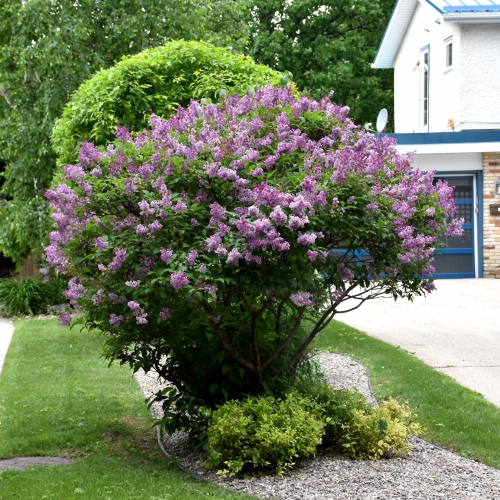 Syringa x prestoniae ‘Donald Wyman’ LILAC 12+ INCHES LIVE PLANT