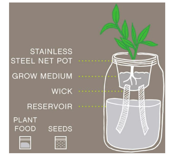 Keto: Modern Sprout Basil Herb Kit – 32 oz (0.1 carbs)
