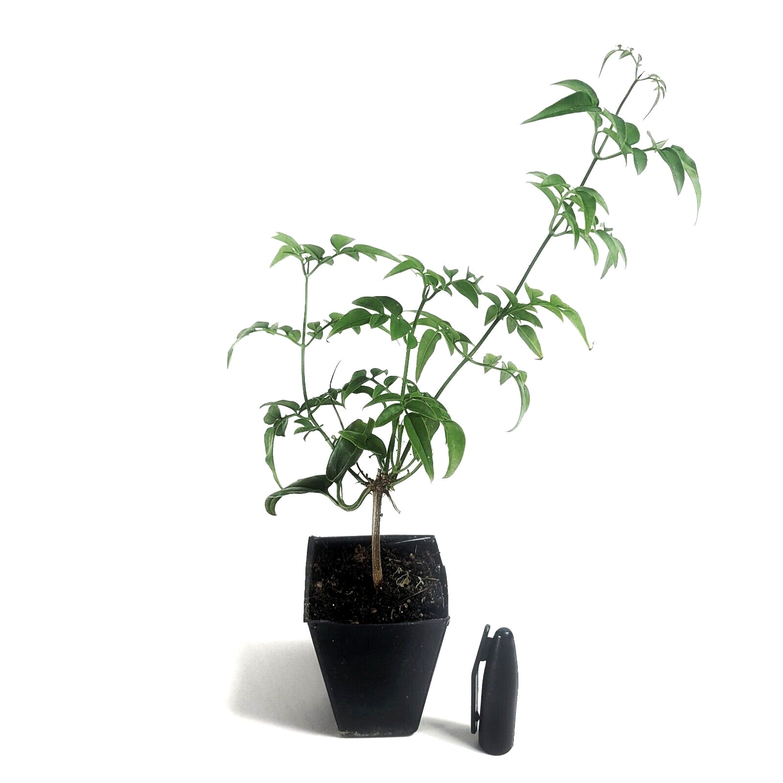 Live Jasmine Plant 2″ Pot Mini Starter Plant “Zone 8, 9, 10 indoor 5, 6, 7”
