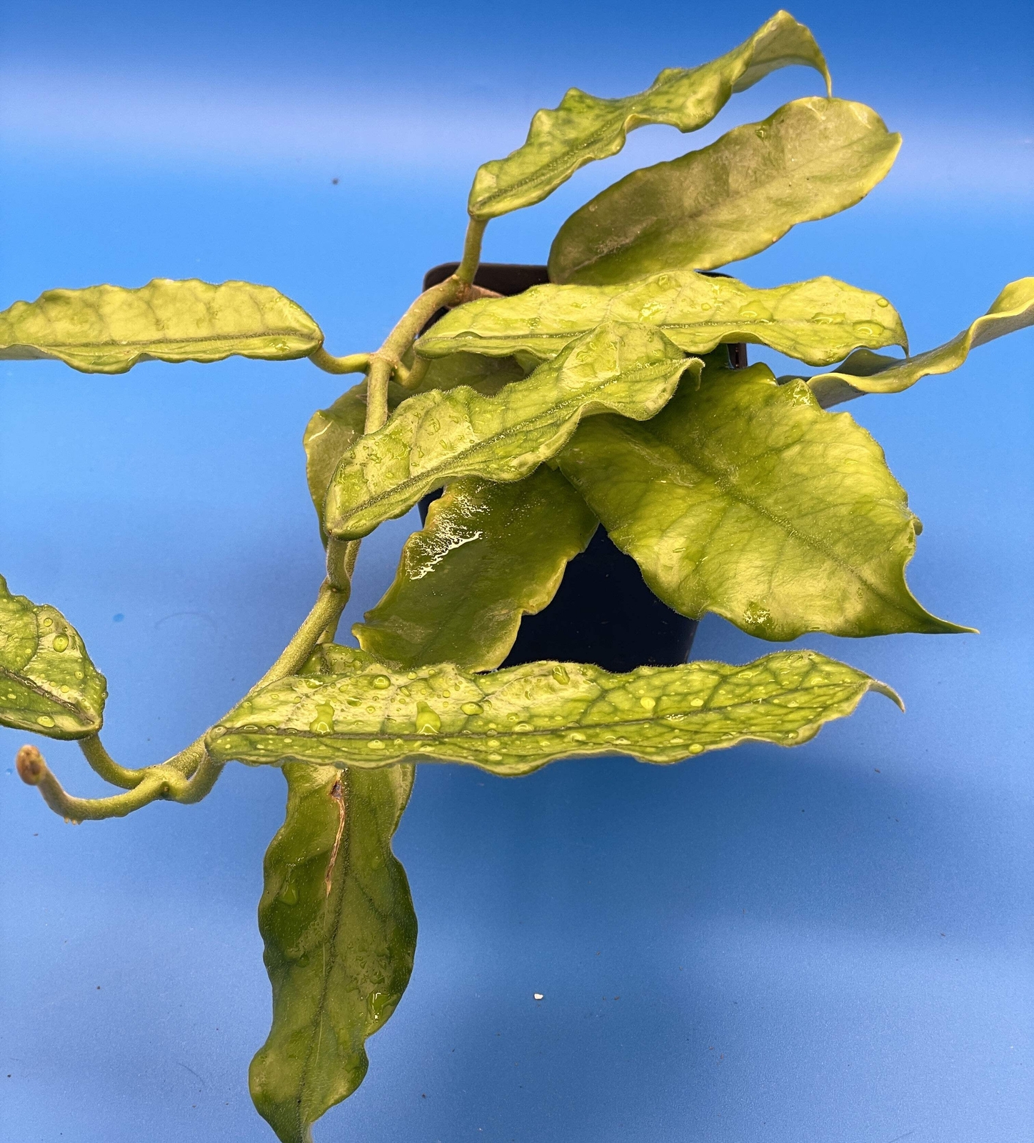 Hoya Globulosa Grown In 3.5″ Pots Very Healthy Velvet Fuzzy Leaves!