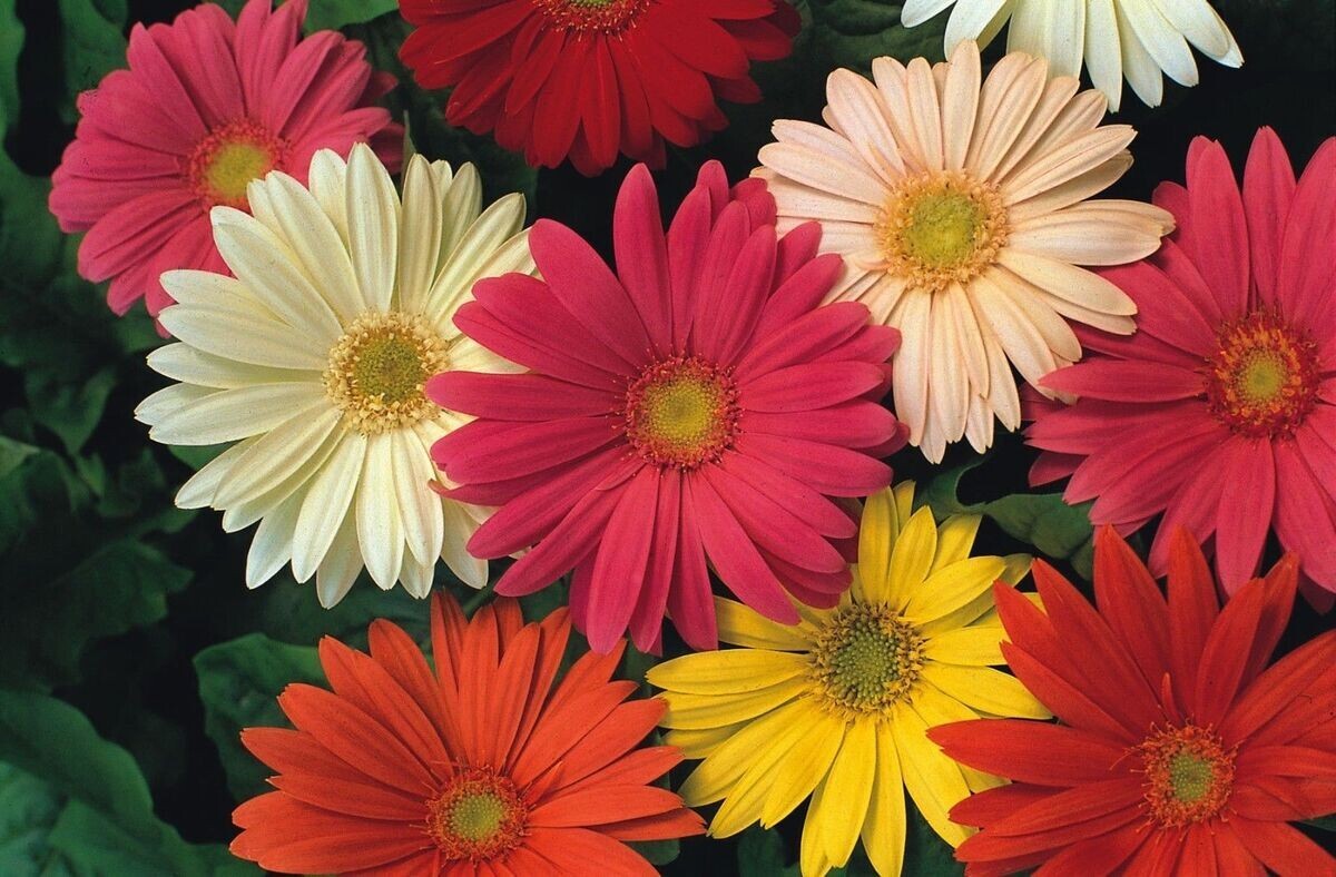200+ JamesonII Mix Gerbera Daisy Seeds for Garden – USA – FAST SHIPPING!