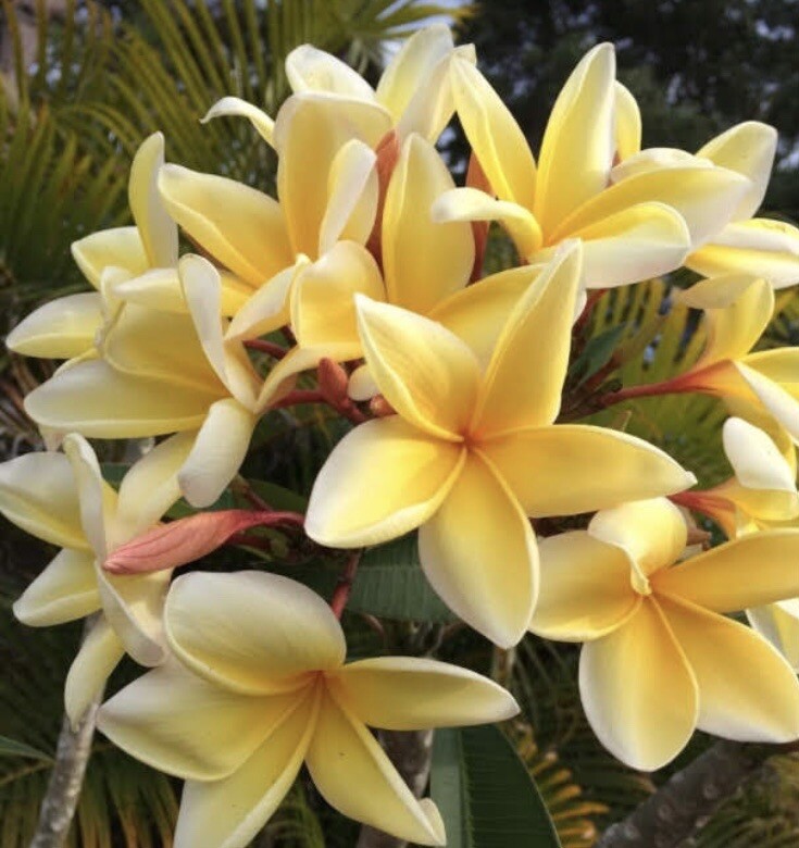 Hawaiian Acapulco Gold Plumeria (frangipani) Cutting 8-12” From Florida