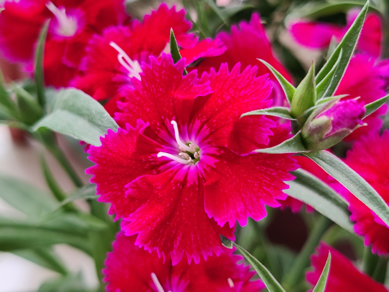 500 MIXED CHINESE PINKS China Rainbow Pink Dianthus Chinensis Bicolor Flower See