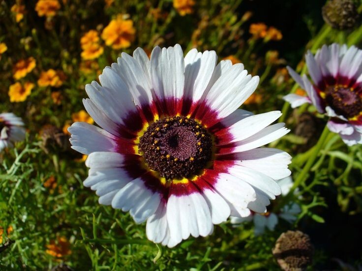 300+ PAINTED DAISY MIX SEEDS —– HUGE FLOWERS ——– BRIGHT COLORS