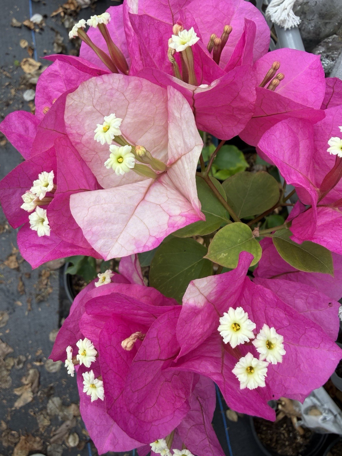 Chitra Monduring live rare bougainvillea plants for sale.