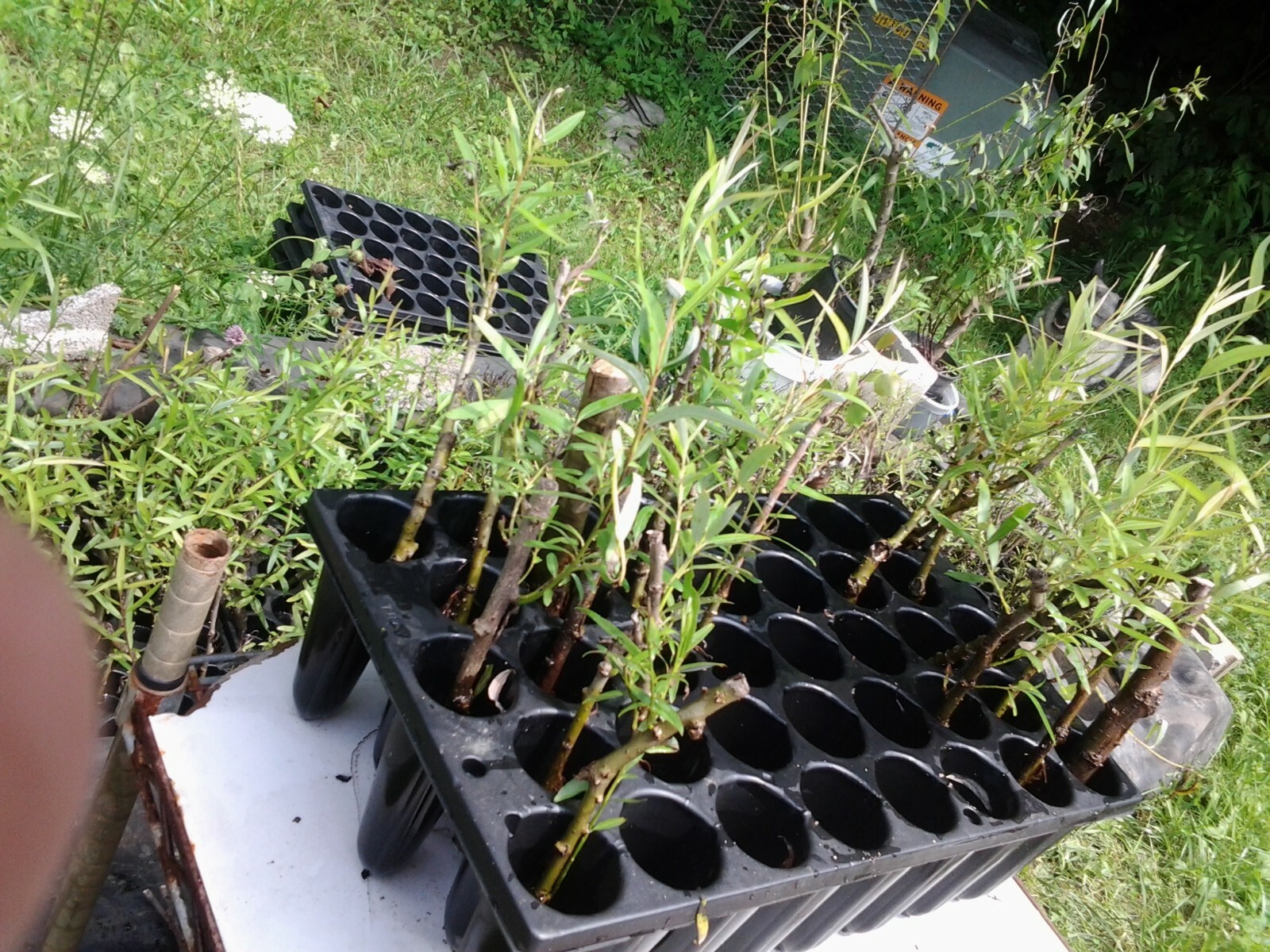 15 Hybrid Willow 10+” Clones from cutting, with roots and leaves