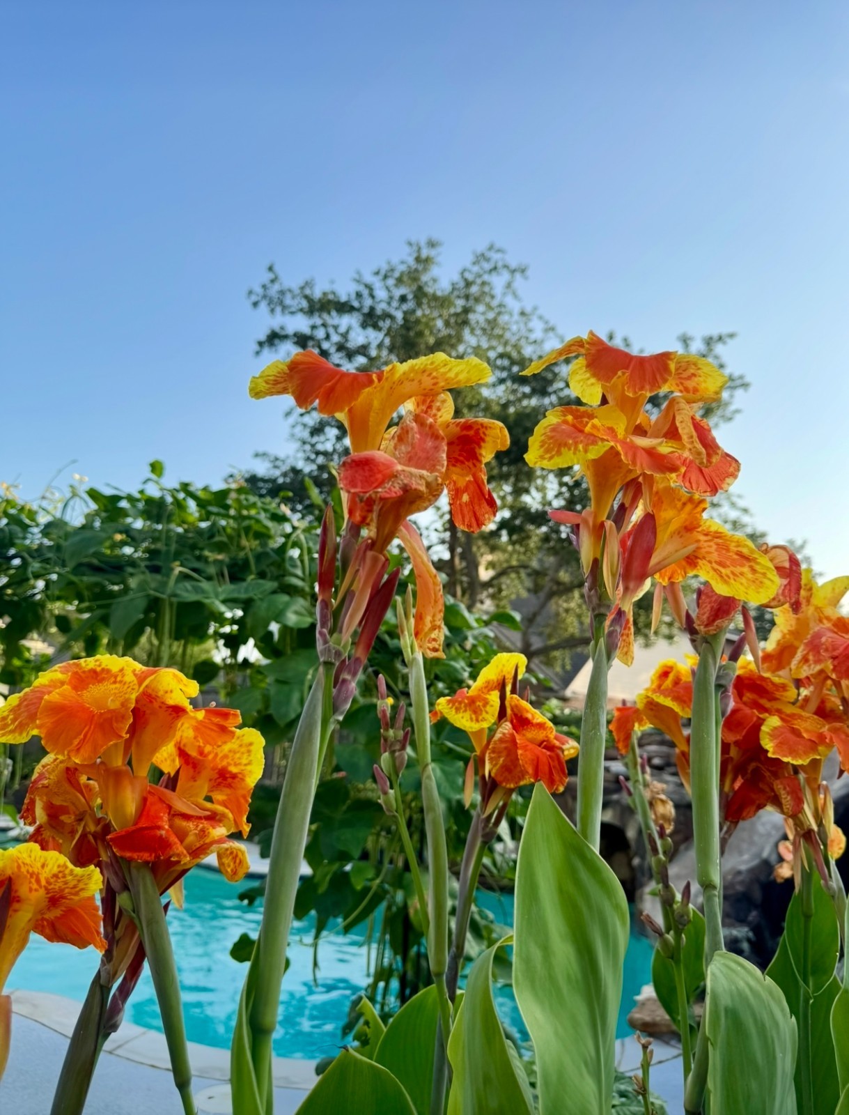 Four Healthy Bulbs CANNA LILY Indian Shot ( Red Orange Rhizomes) bare rooted