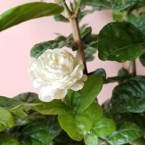 4″ Pot~Grand Duke of Tuscany Jasmine~Jasminum Sambac~Extremely Fragrant!