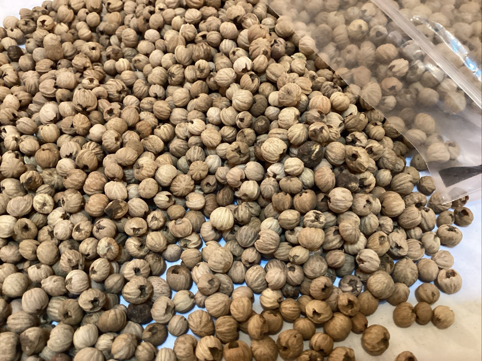 Giant Dogwood Tree Seeds (CORNUS CONTROVERSA)