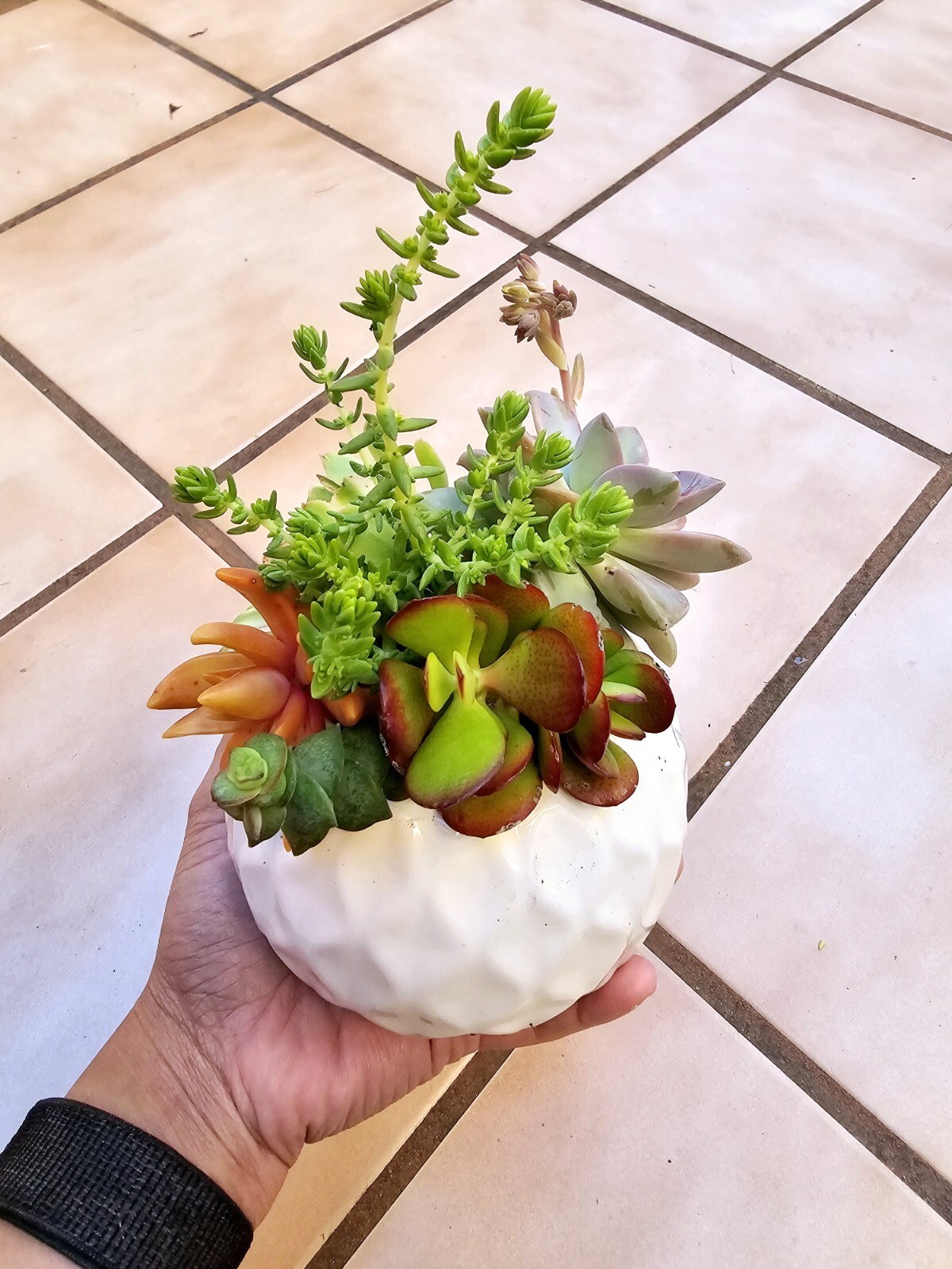 Assorted Succulent Cuttings Clippings for Dish Garden Terrariums Mini Fairy
