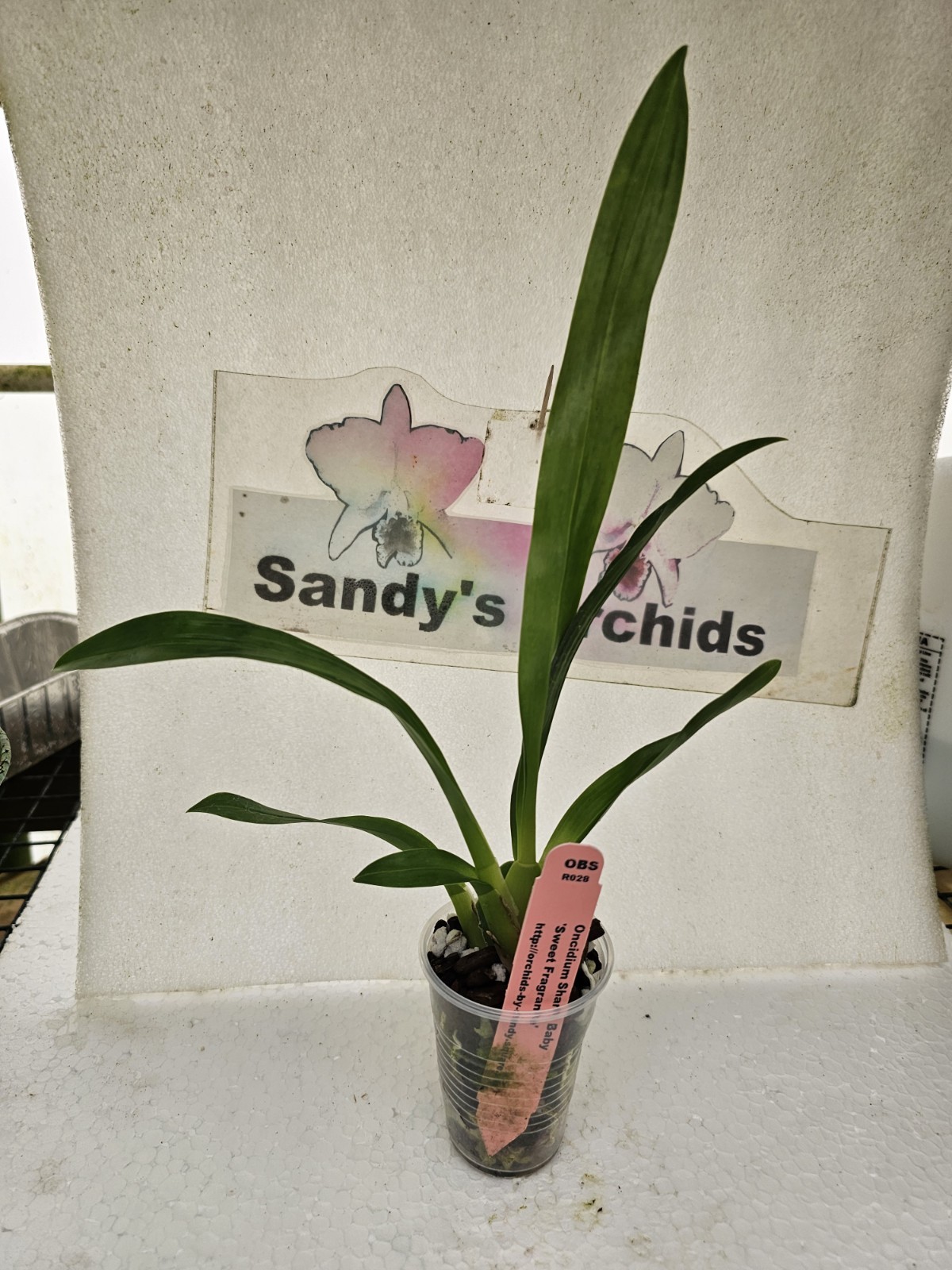 Onc. Sharry Baby ‘Sweet Fragrance’ Live Orchid Plant 1B26