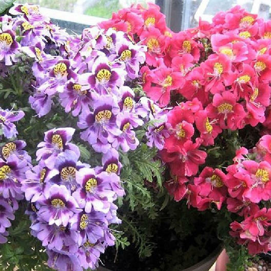 Butterfly Flower ANGEL WINGS Schizanthus Mix Poor Man’s Orchid Non-GMO 500 Seeds