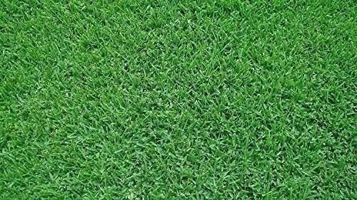 Seville | Sod Plugs | Stenotaphrum Secundatum | Low Maintenance | Hardy Lawn