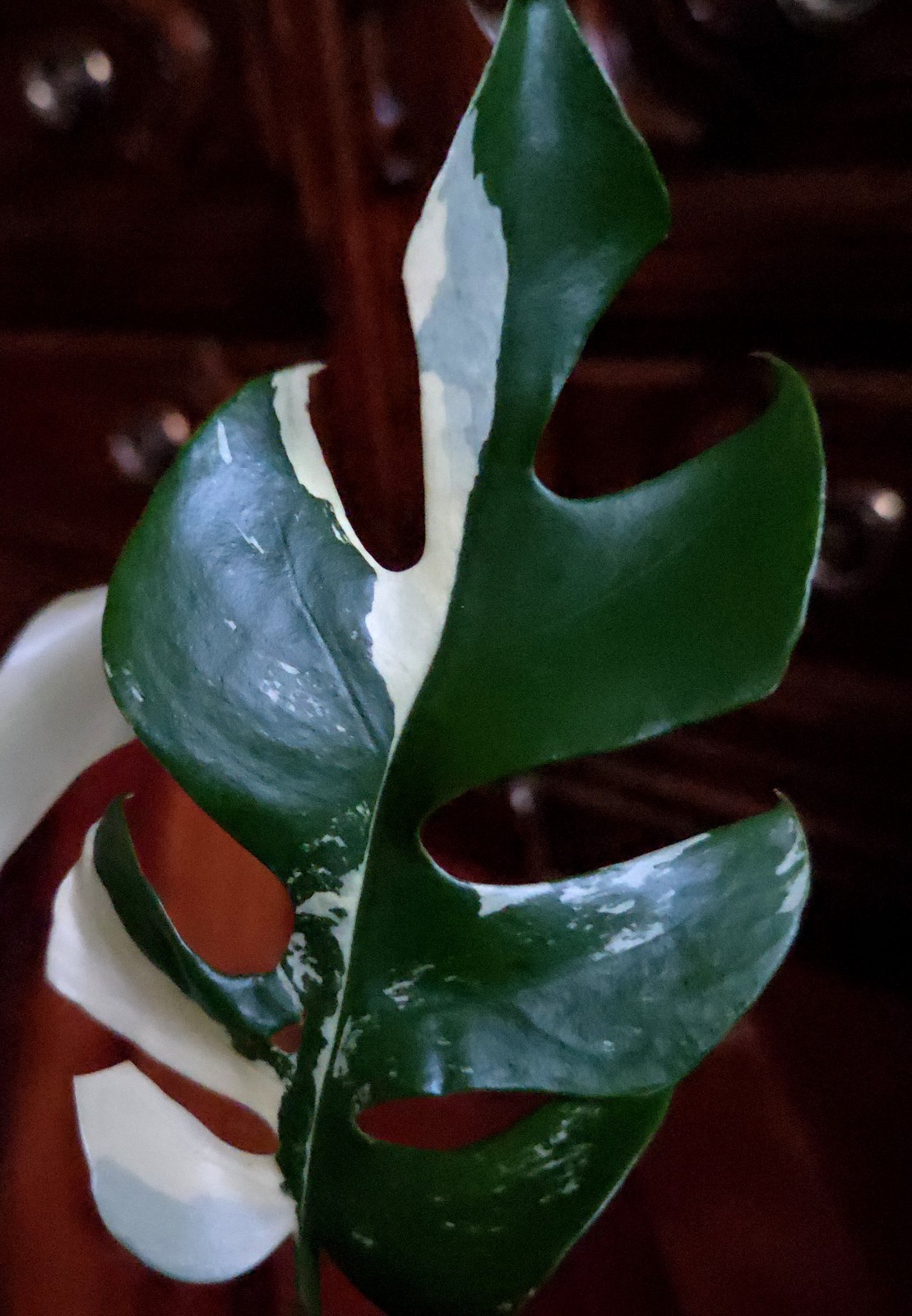 Rare Rhaphidophora Tetrasperma Albo 12″Tall Monstera No Philodendron Anthurium
