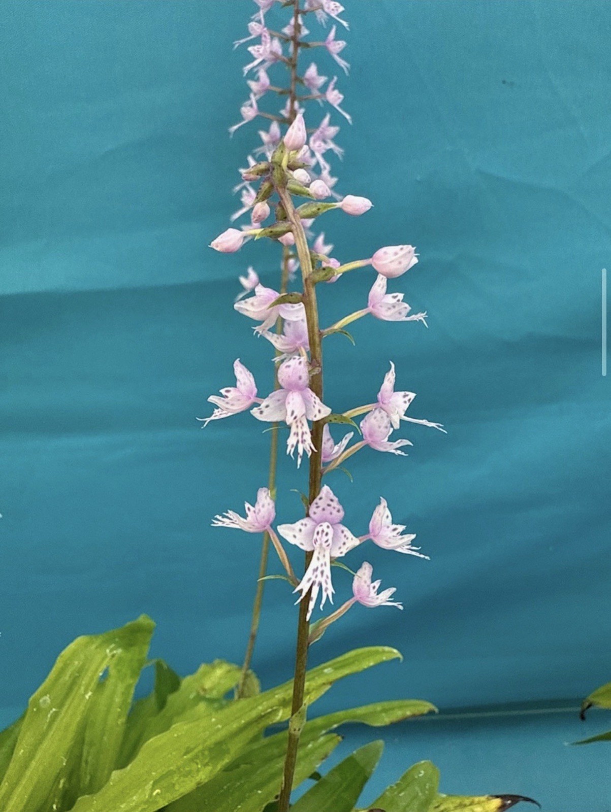 Stenoglottis longifolia NBS Pink Purple Orchid Species 2″ RePot NEW GROWTHS