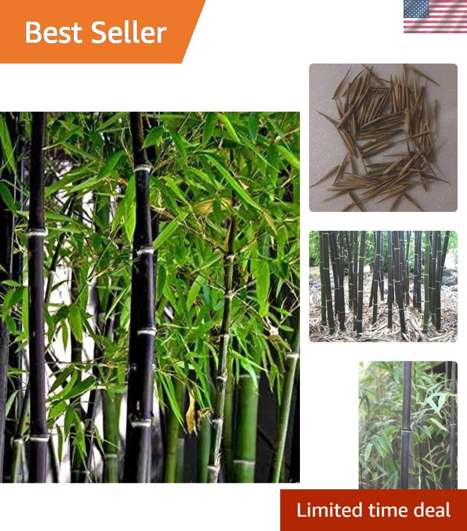 50+ Heirloom Black Bamboo Seeds – Grow for Privacy & Eco-Friendly Gardens