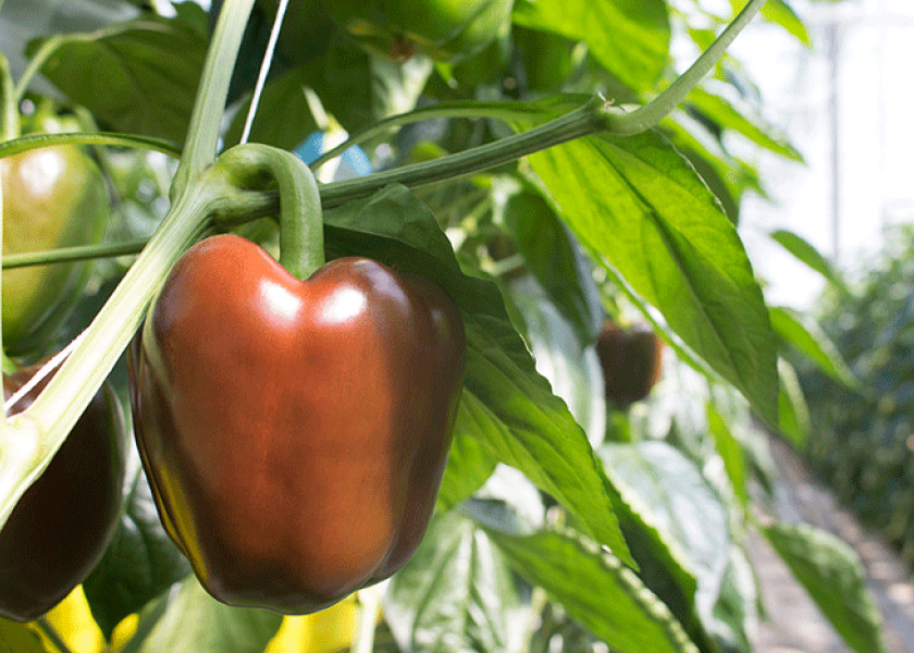 25+ CHOCOLATE BELL PEPPER SEEDS — SWEET —- HEAIRLOOM — ORGANIC — NON GMO