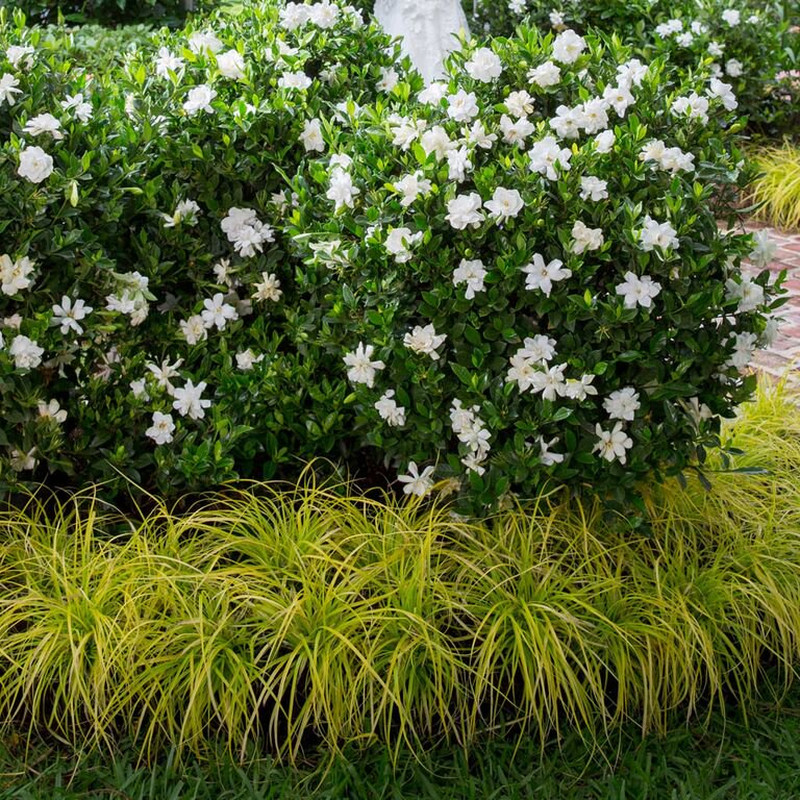 Flowering Evergreen Shrub with Fragrant White Blooms Full Sun to Part Shade Live