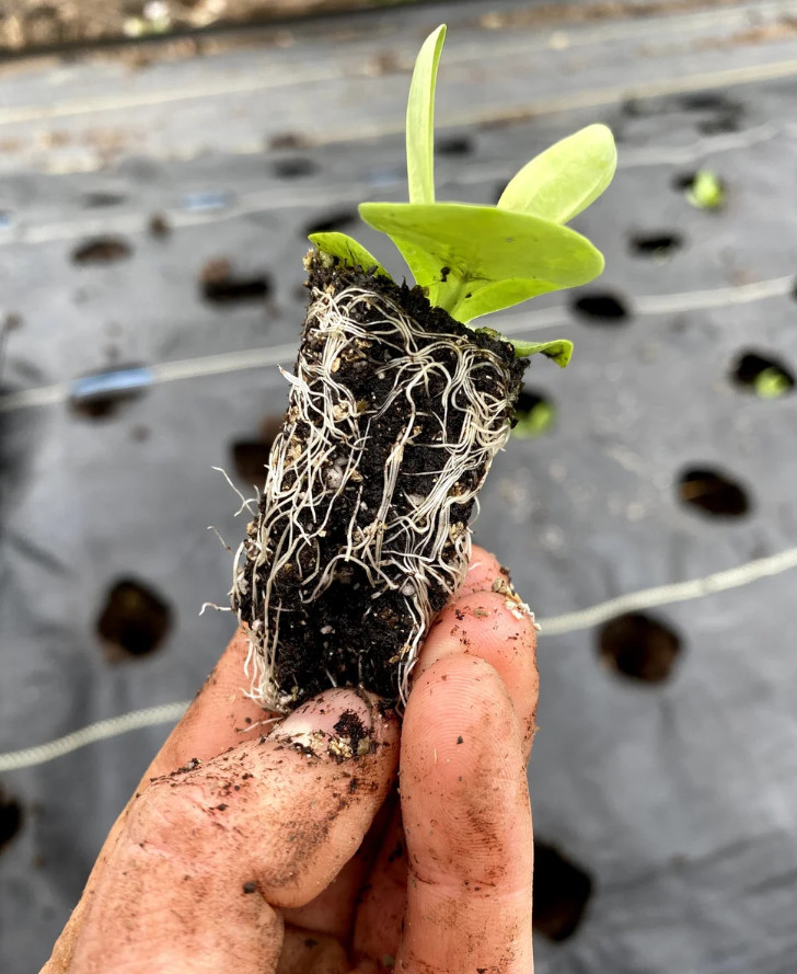 Lisianthus Arosa White III Live Plant Plug – 1–3″ Tall – Cut Flower Garden Plant