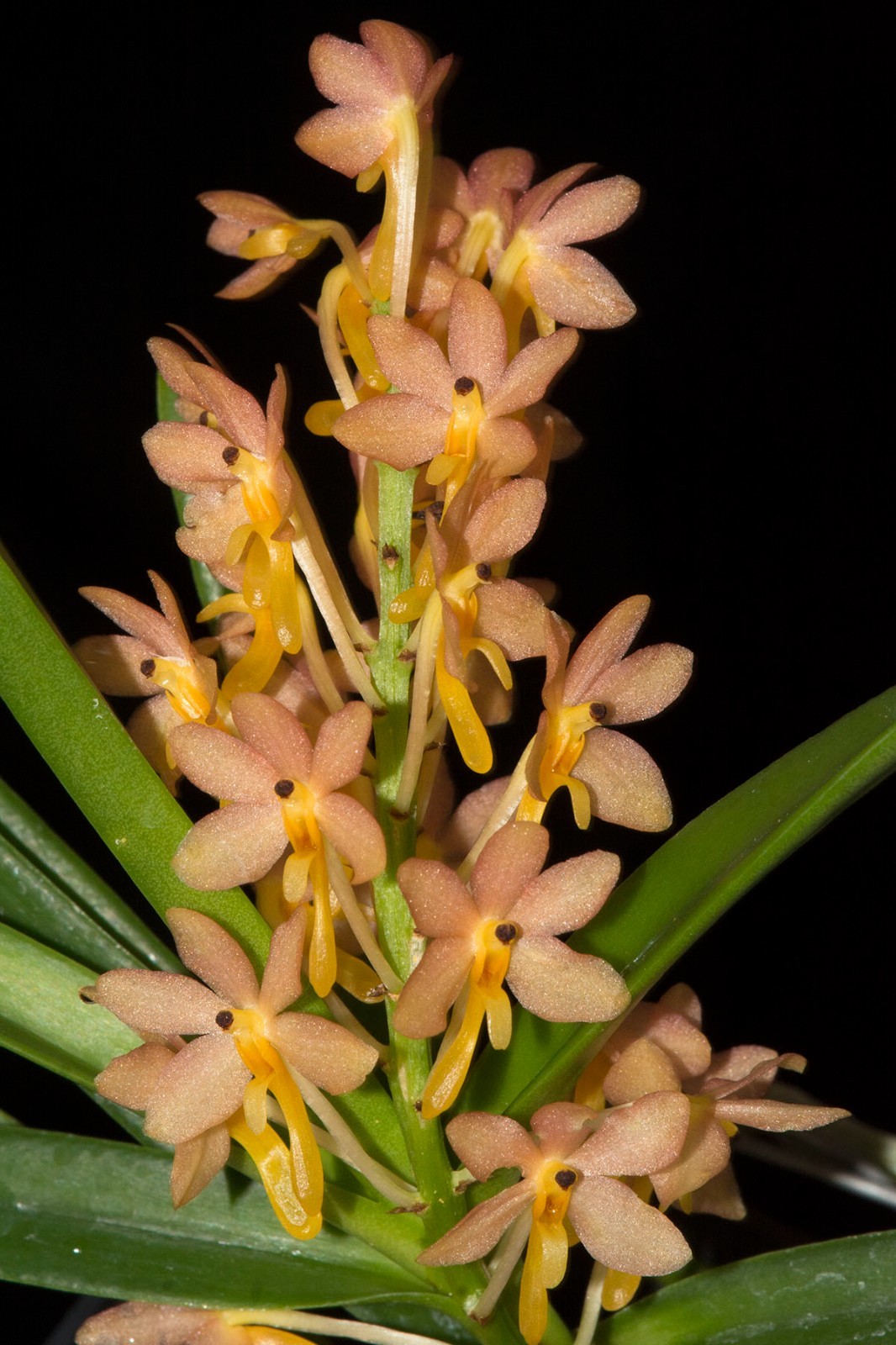 Vanda Tangerine Blush (aurantiaca x christensonia)