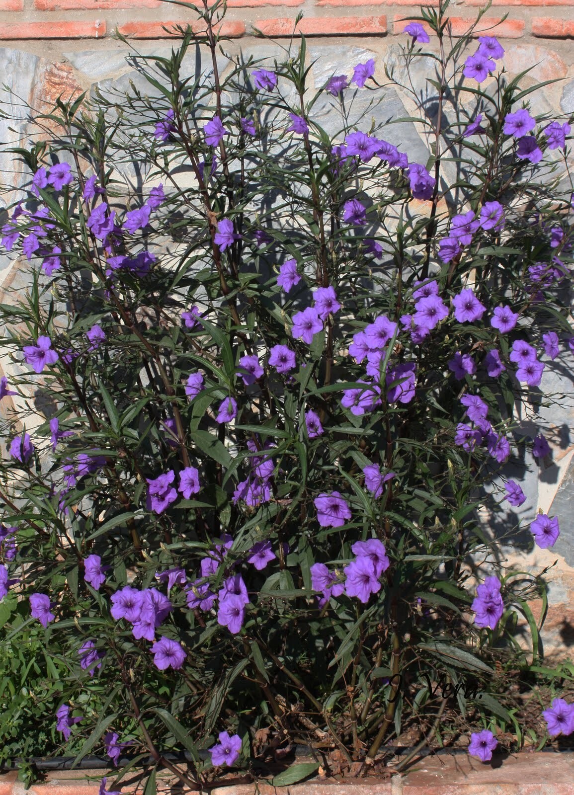 10 Live Bare Rooted Mexican Petunia Plants (Ruellia Simplex) .