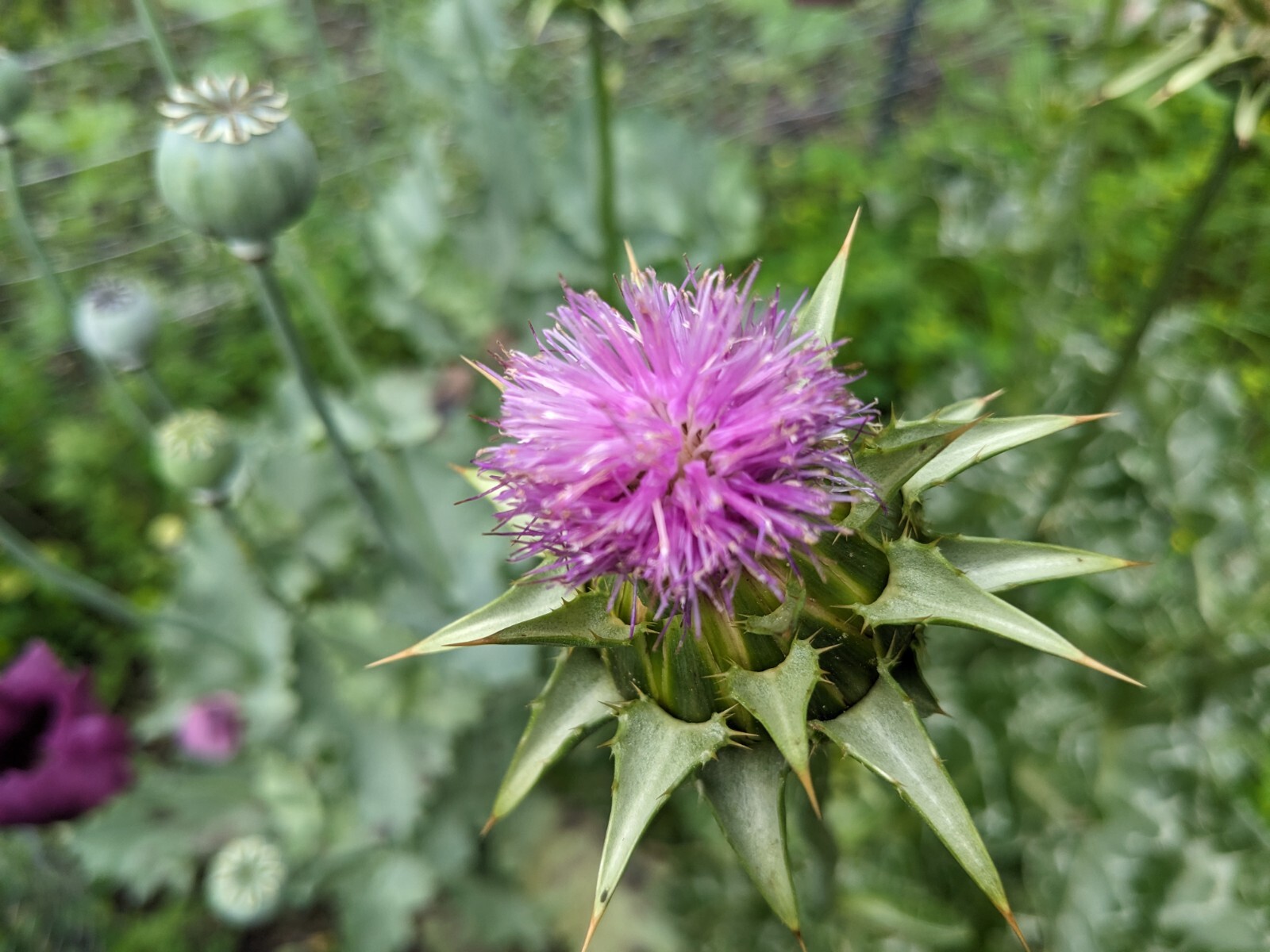 MILK THISTLE SEEDS 15 herb FLOWER garden BIENNIAL Silybum Marianum medicinal