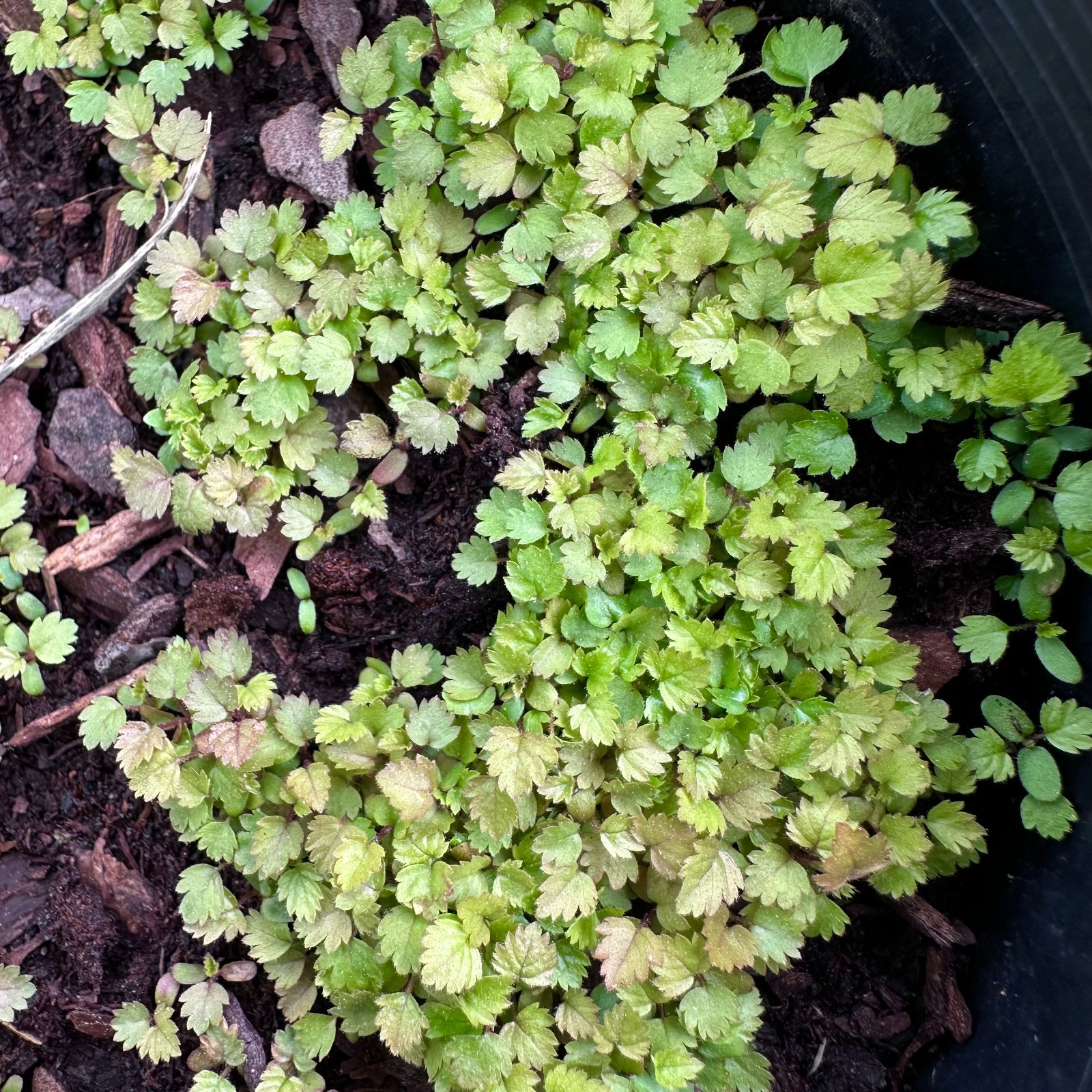Rubus sp. – Clay County, NC Ecotype – Albino Blackberry – Seedling