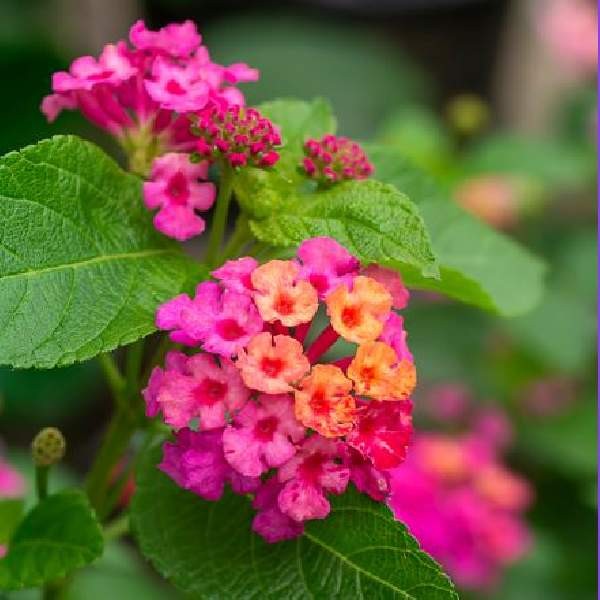 Lantana Assorted Rooted Starter Plant Bundle Live House Plants BUY 2 GET 1 FREE