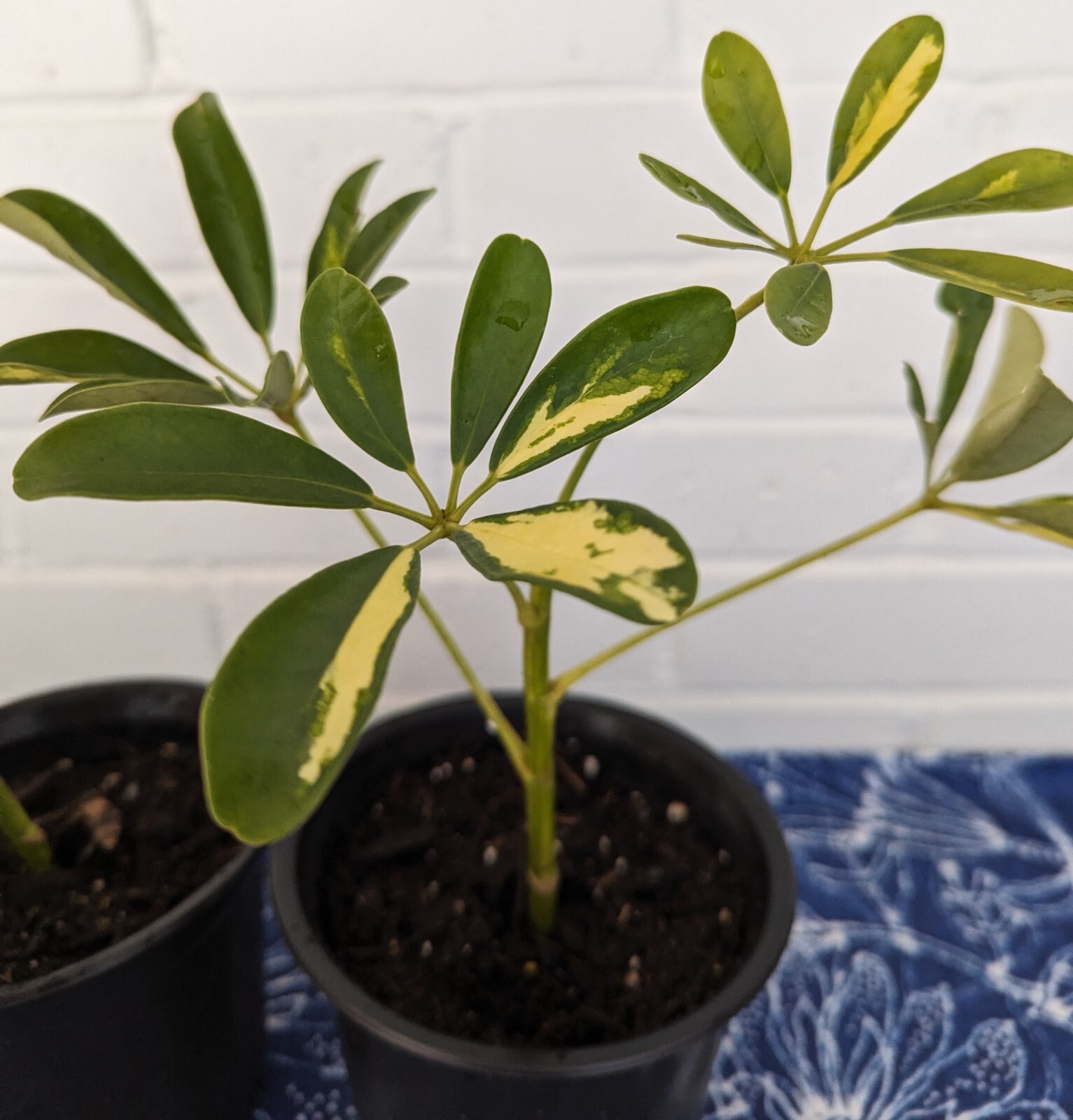 Schefflera – Umbrella Tree – Arboricola ‘Trinette’ – Variegated (Green/Yellow)