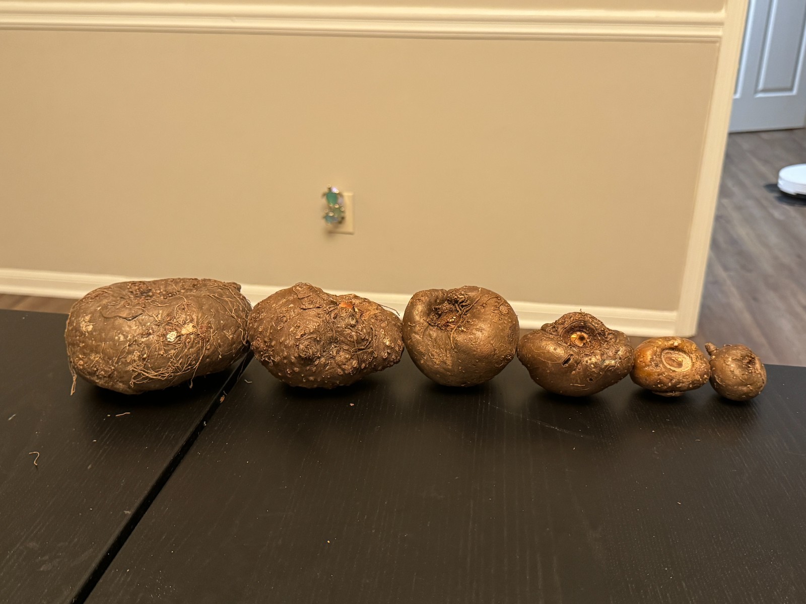 Amorphophallus maxwellii Bulb – Rare Tropical House Plant, Exotic Dark Foliage