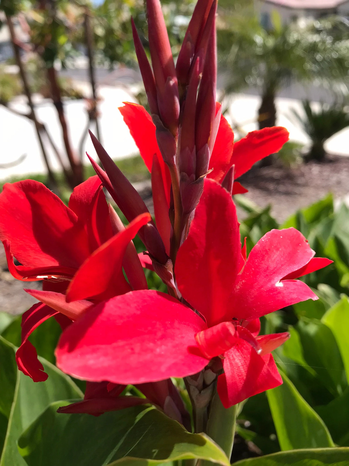 Canna Kreta Rhizome: Brilliant Red Blooms – 1-Rhizome