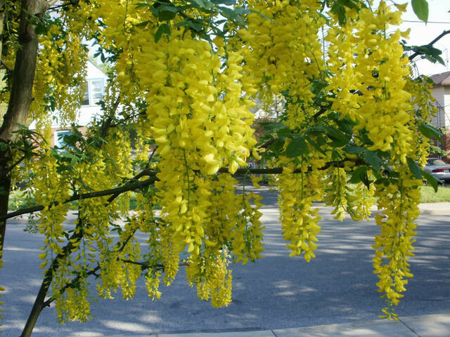 GOLDEN CHAIN TREE 50 SEEDS, LABURNUM ANAGYROIDES