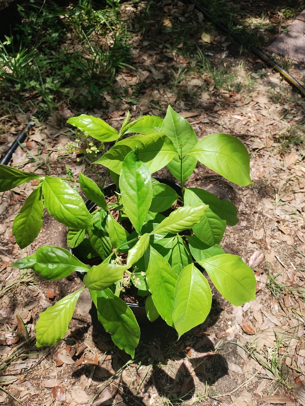 2 Plant Combo South American Psychotria V. And B. Caapi Plant In Same Pot # 1