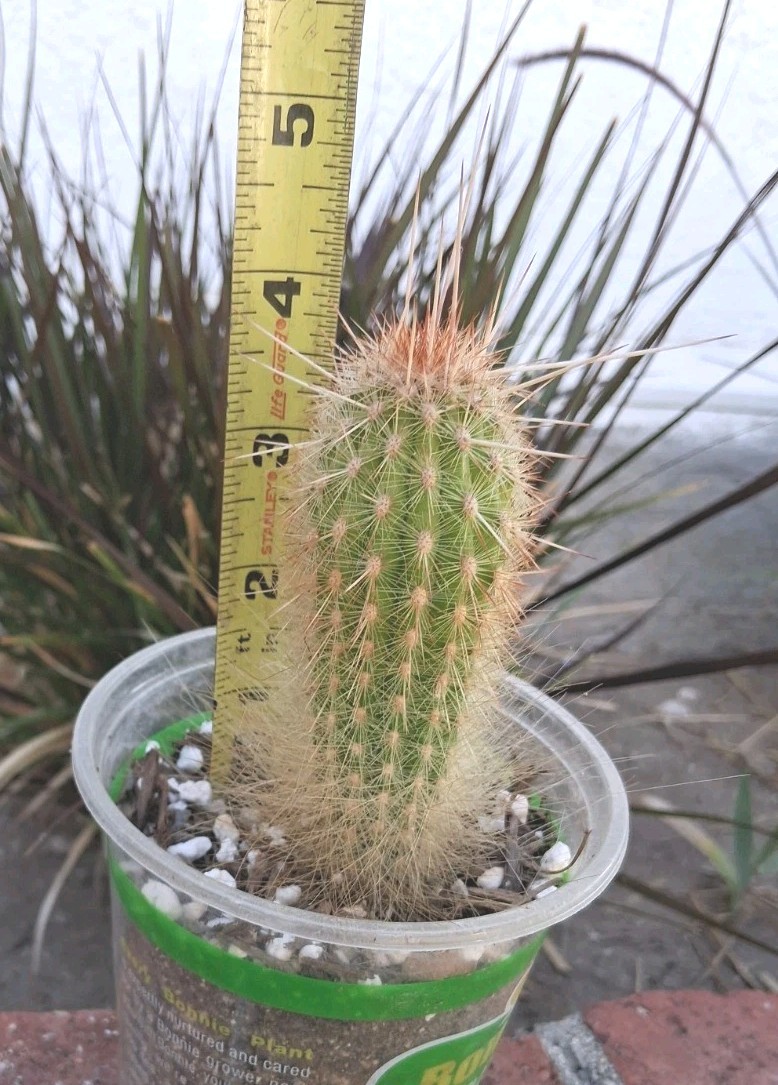 Trixanthocereus Blossfeldiorum Cactus Beautiful Fluff At Base! Red Spines On Top
