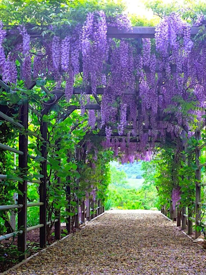 Purple Wisteria Tree – Live Plant in 2.5-Inch Pot (6–12” Tall)