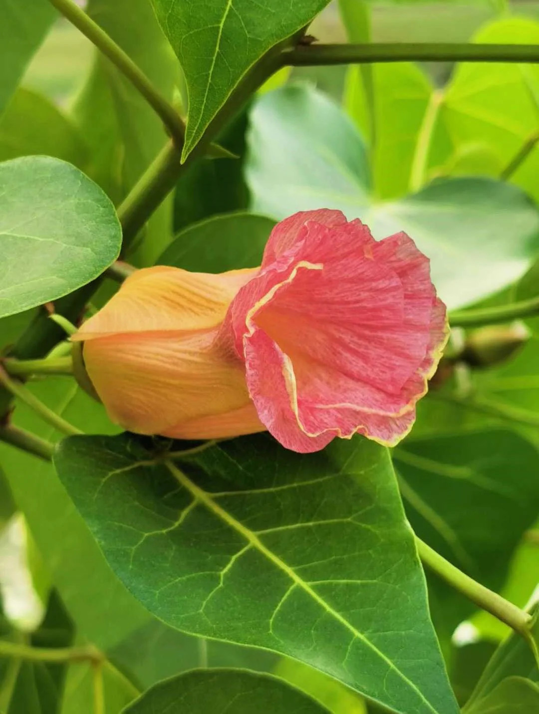 10 PORTIA TREE Yellow Pink Purple Flowers Change Color Thespesia Populnea Seeds