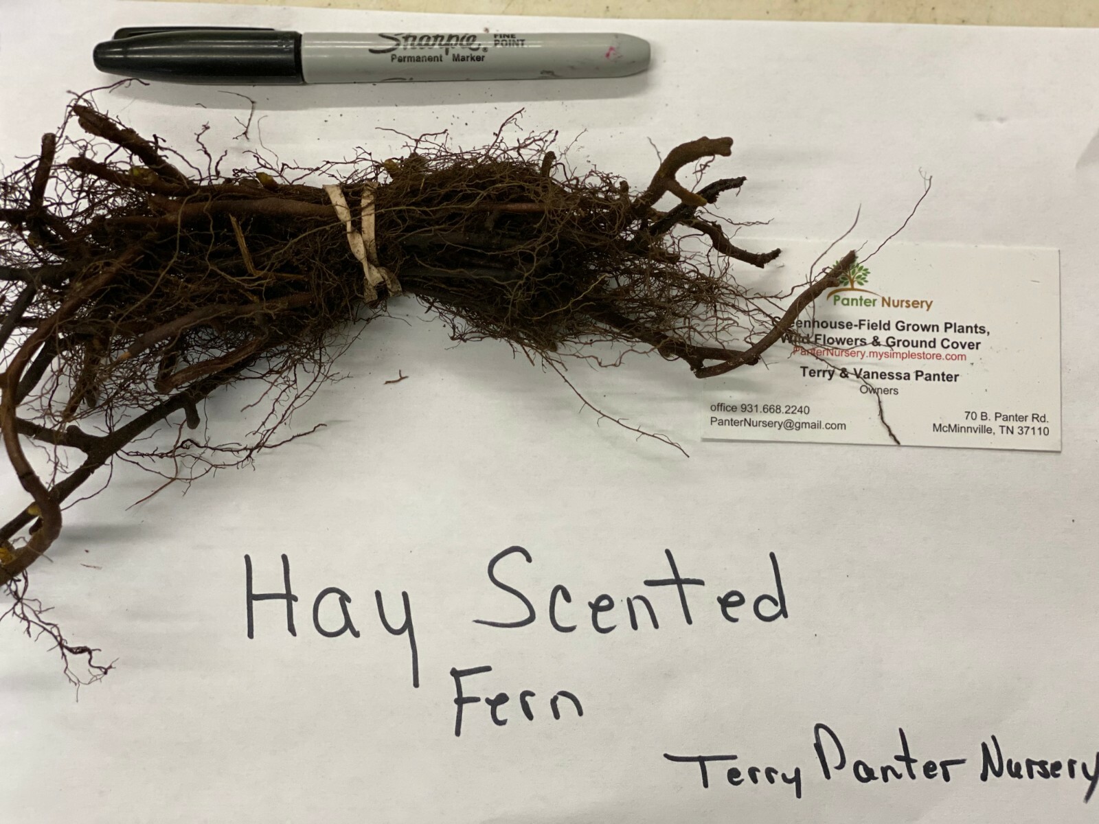Hay Scented Fern 20 clumps (Dennstaedtia punctilobula)
