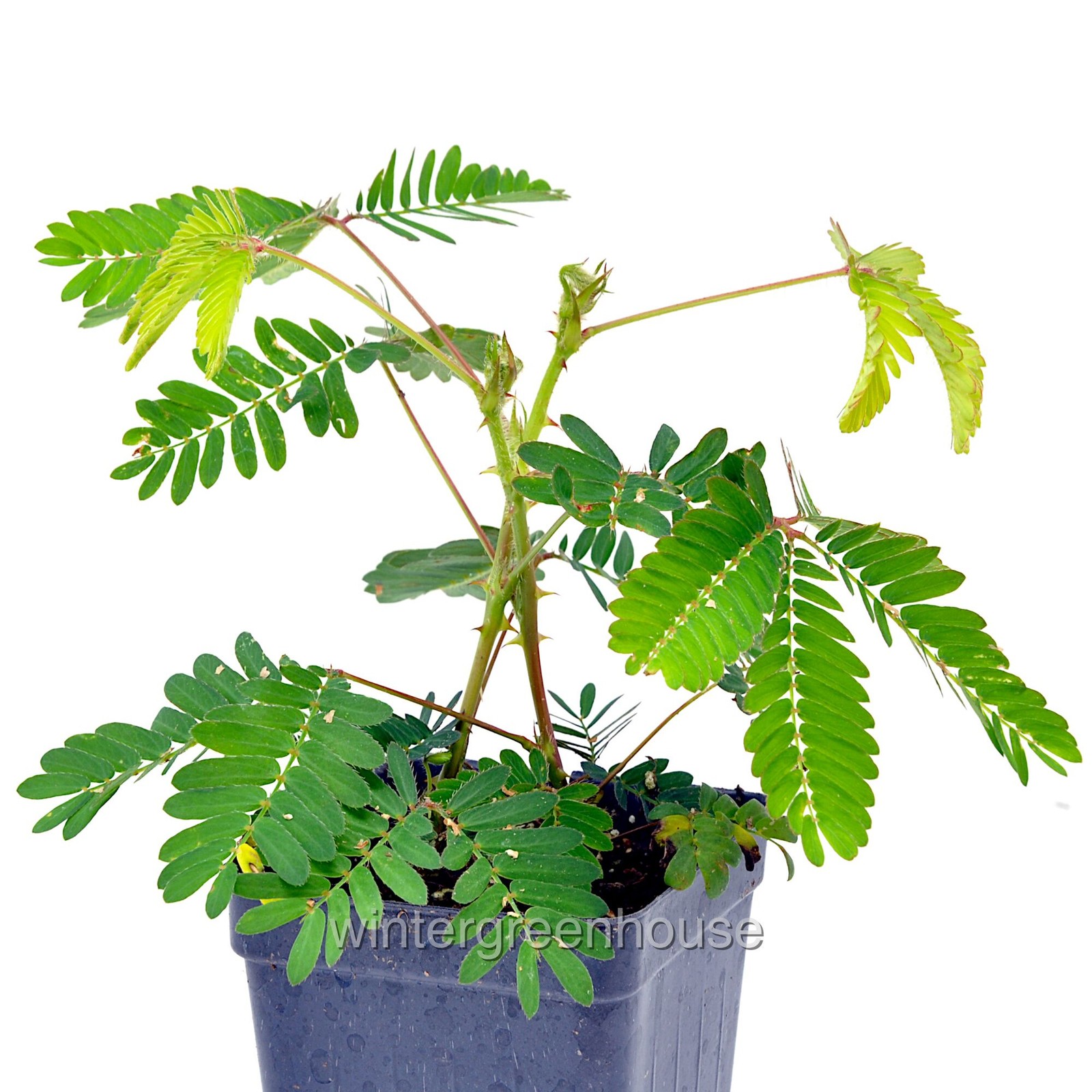 Mimosa pudica, Sensitive Plant, Container Size: 3″ (2.6×3.5″)