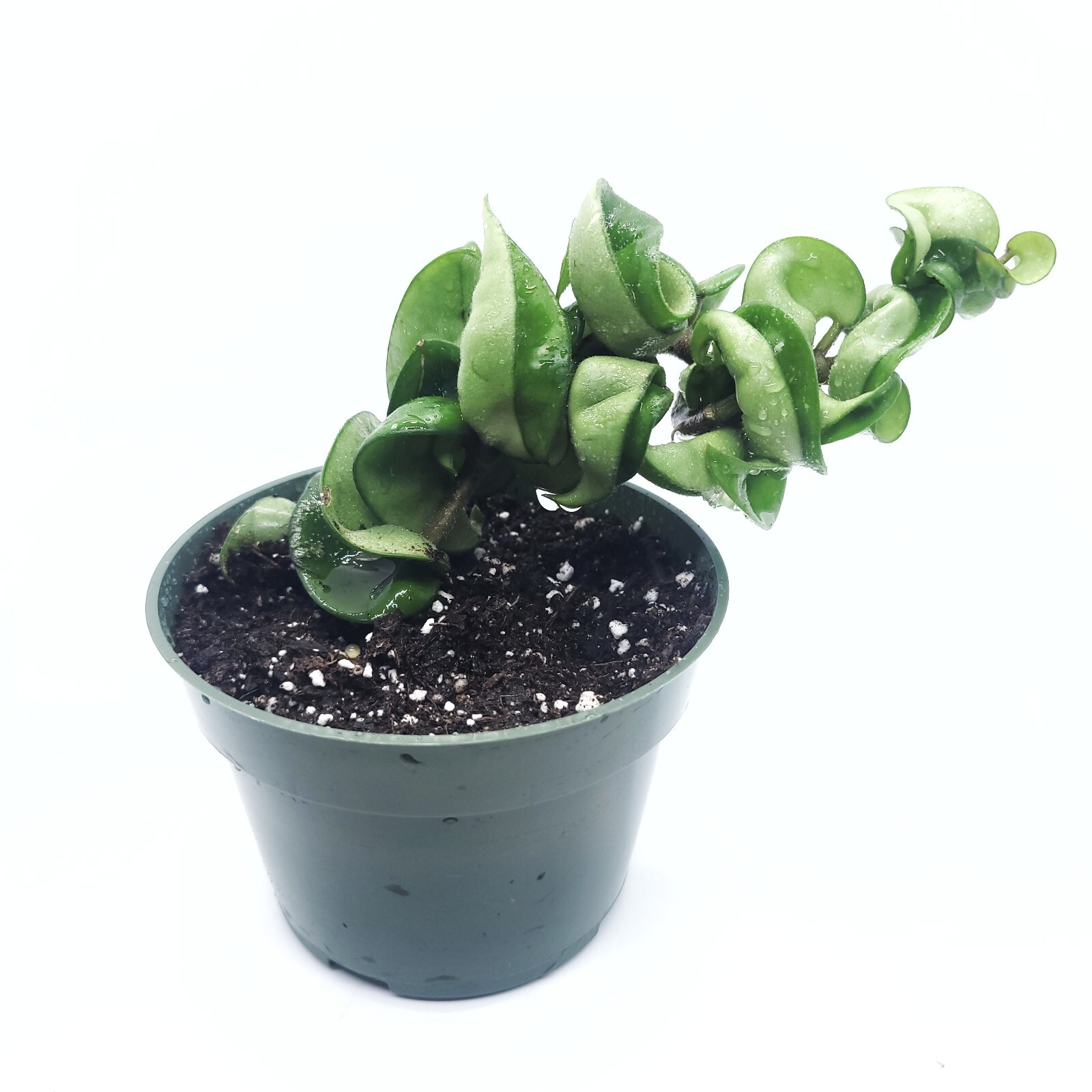 Hoya Hoya Hindu Rope Live Plant Available in 4″ Pot and 6″ Pot indoor Houseplant
