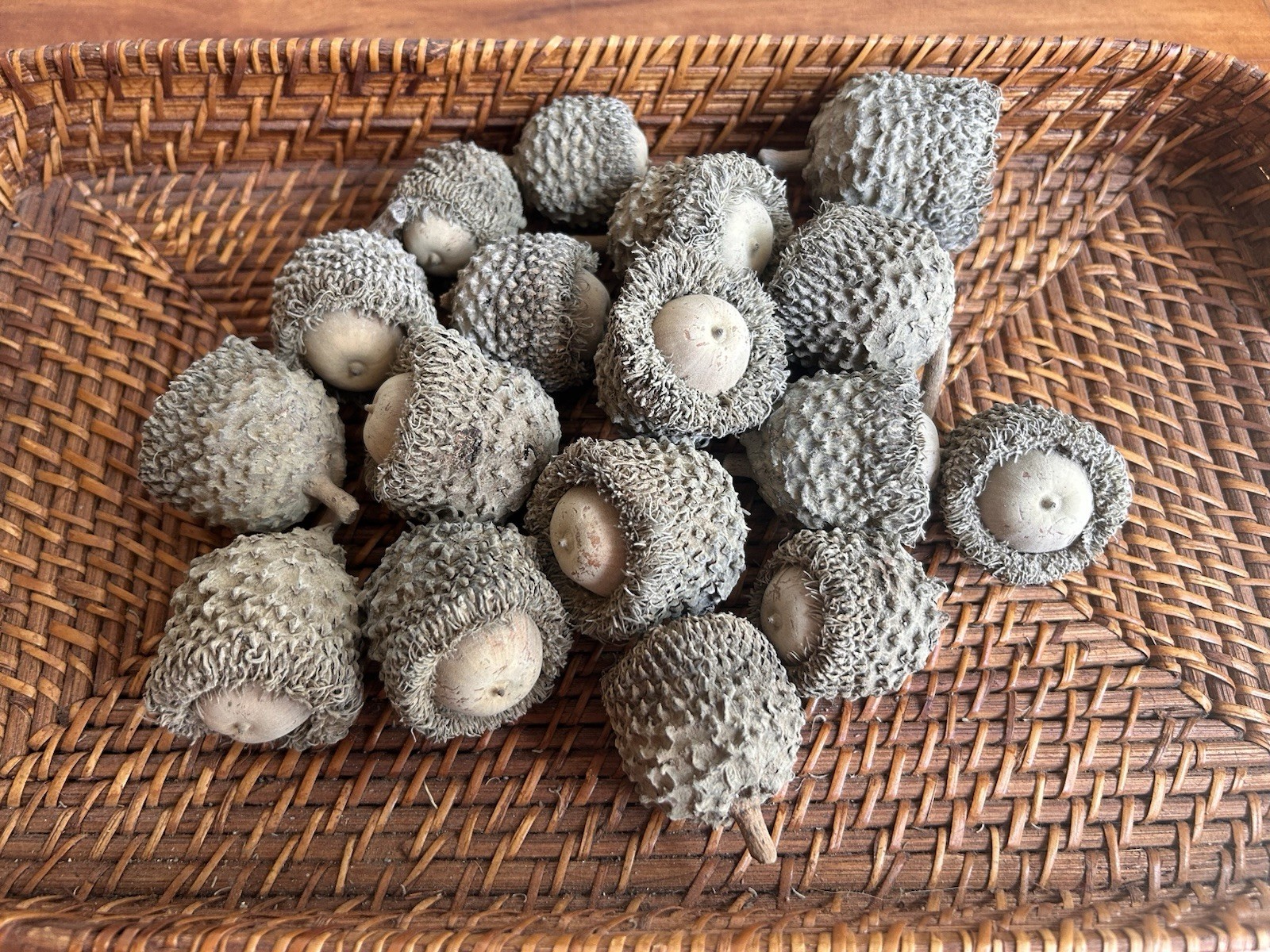 Set Of 18 Bur Oak Acorn Seeds Nature Craft Fall Wreath extra large acorns
