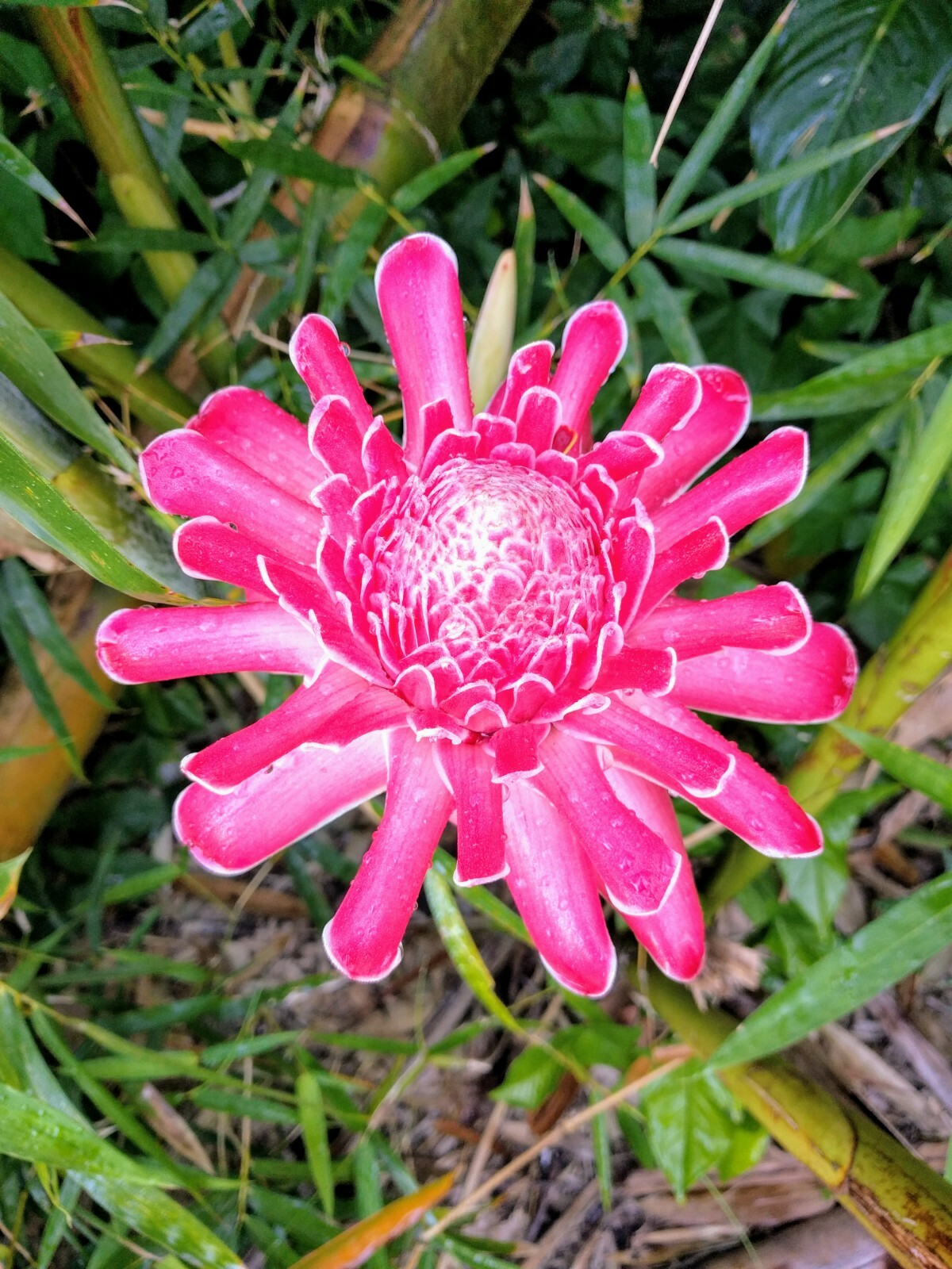 SHOCKING PINK TORCH GINGER ETLINGERA LIVE RHIZOME EXOTIC TROPICAL PLANT