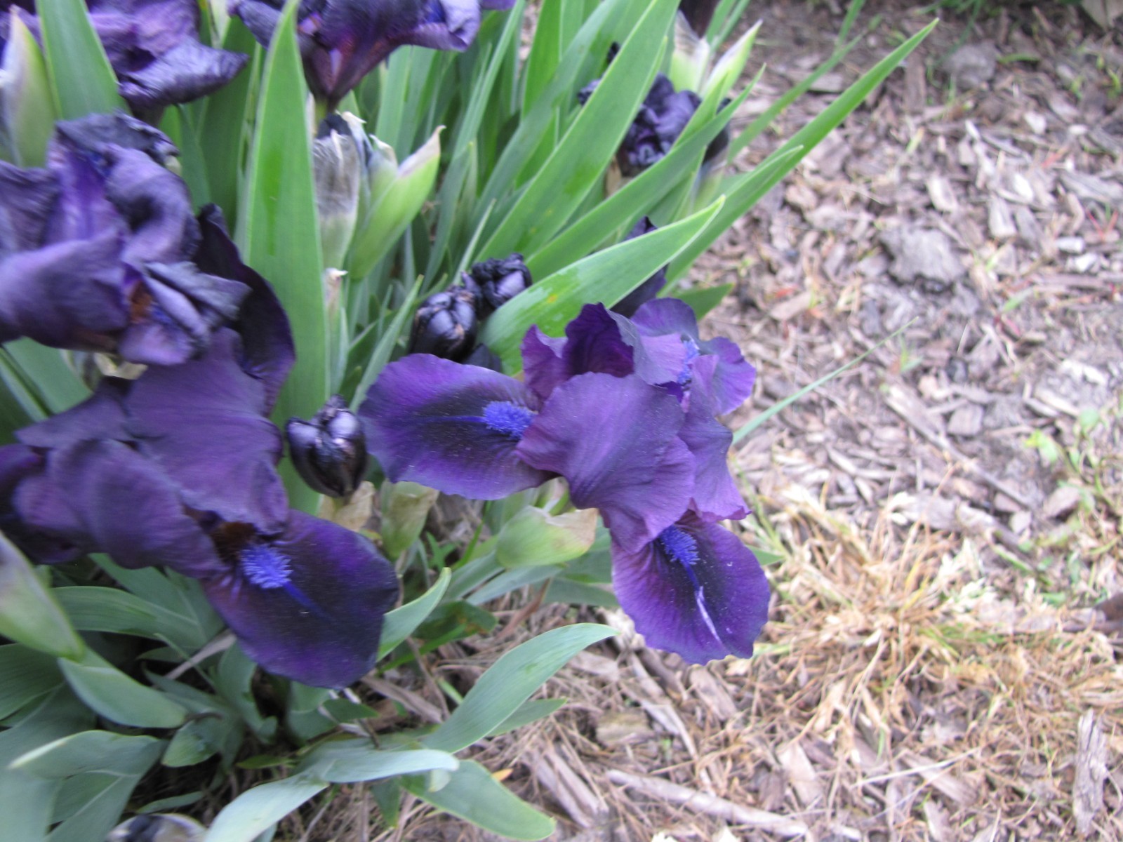 10 MINI IRIS Solid Very Dark purple live plants perennial bulb Freshly Dug