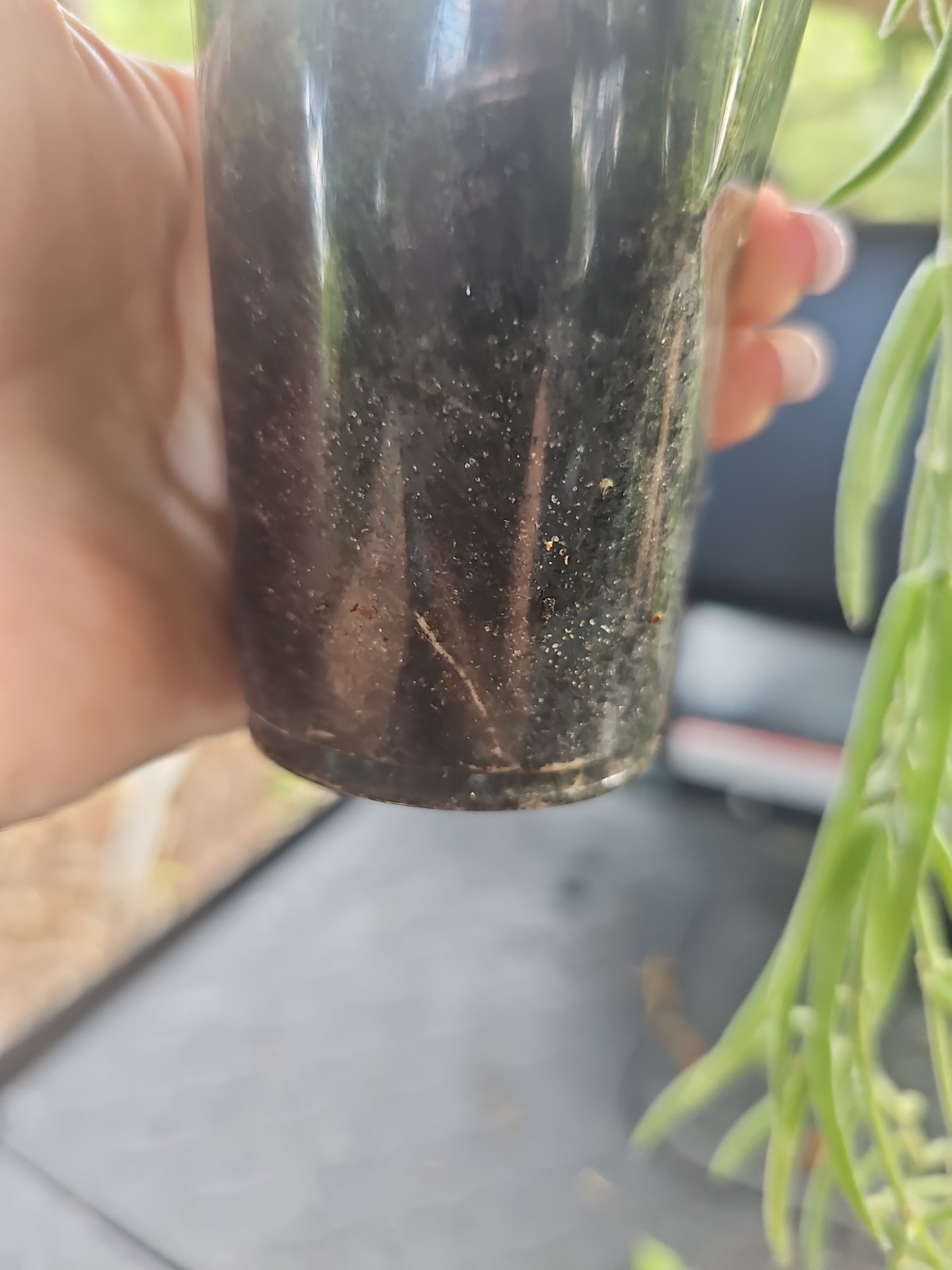 Hoya Linearis Rooted Live Plant 3″ Pot