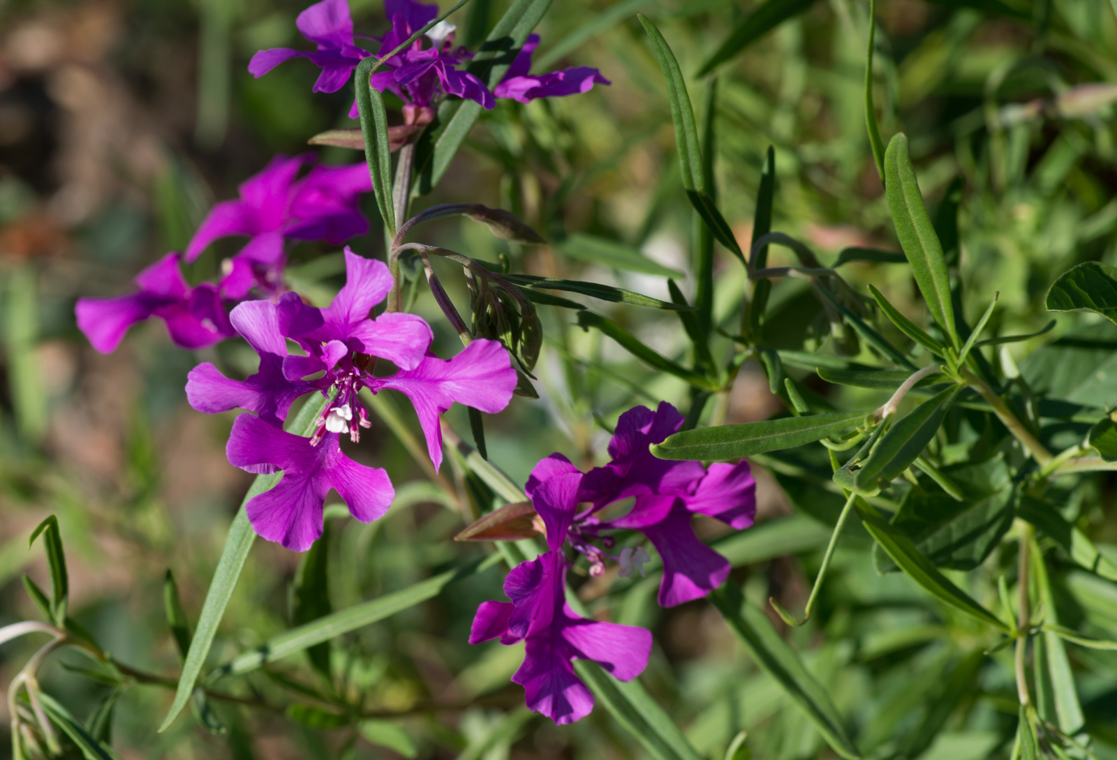 200 CLARKIA PULCHELLA Seeds (Deerhorn Clarkia) | NON-GMO | Free shipping
