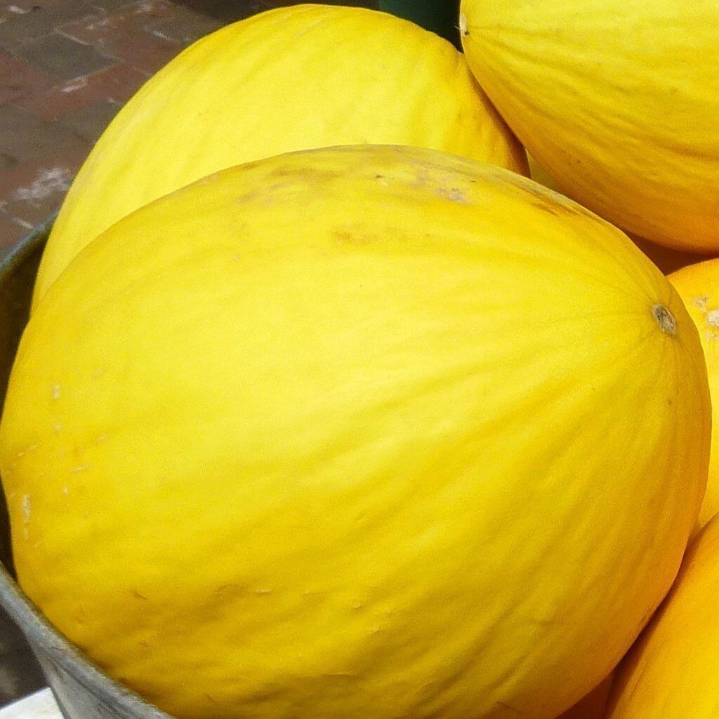 Crenshaw Melon Fruit Seeds