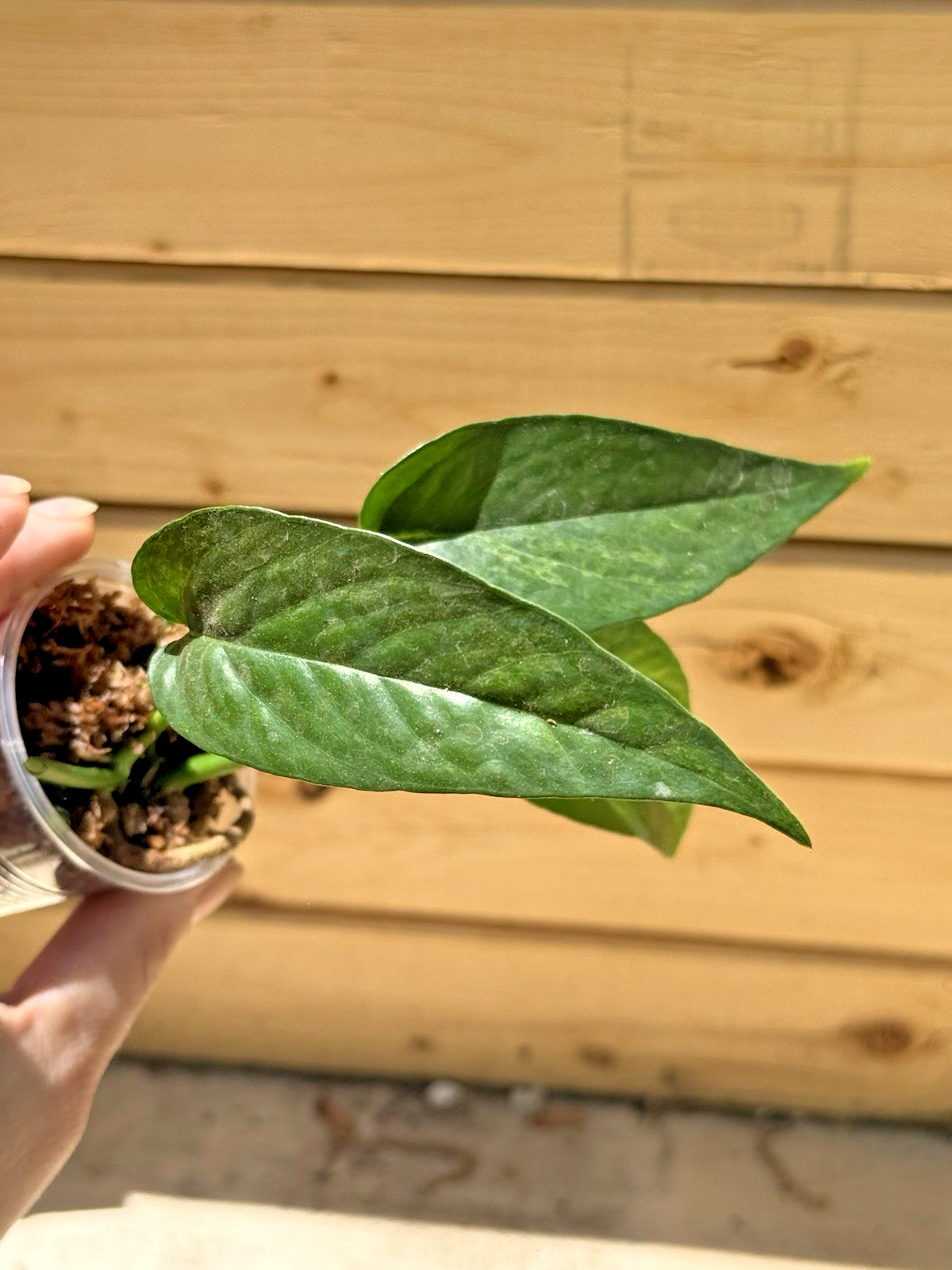 Epipremnum Pinnatum Mint – 3 x 1 Leaf 1 Node Cuttings, – RARE PLANT