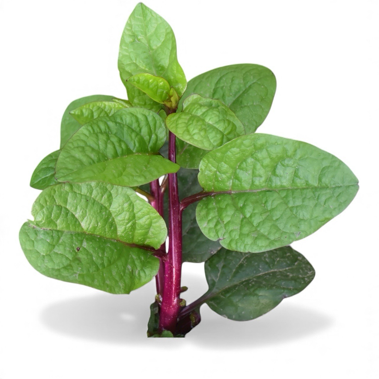 10 Grams (250+) Pui shak || Red Leaf Indian Spinach Seeds