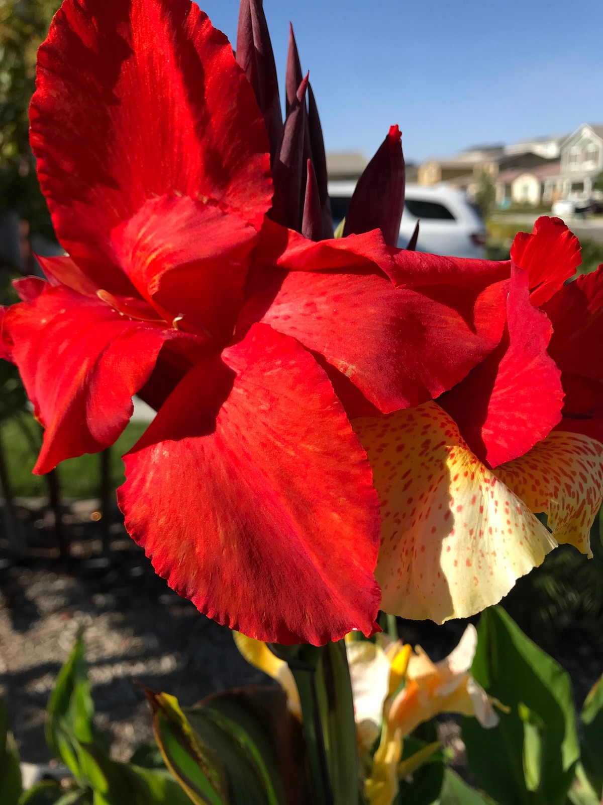 Canna Lily Cleopatra Rhizomes: Variegated Foliage, Exotic Blooms – 7-Rhizomes