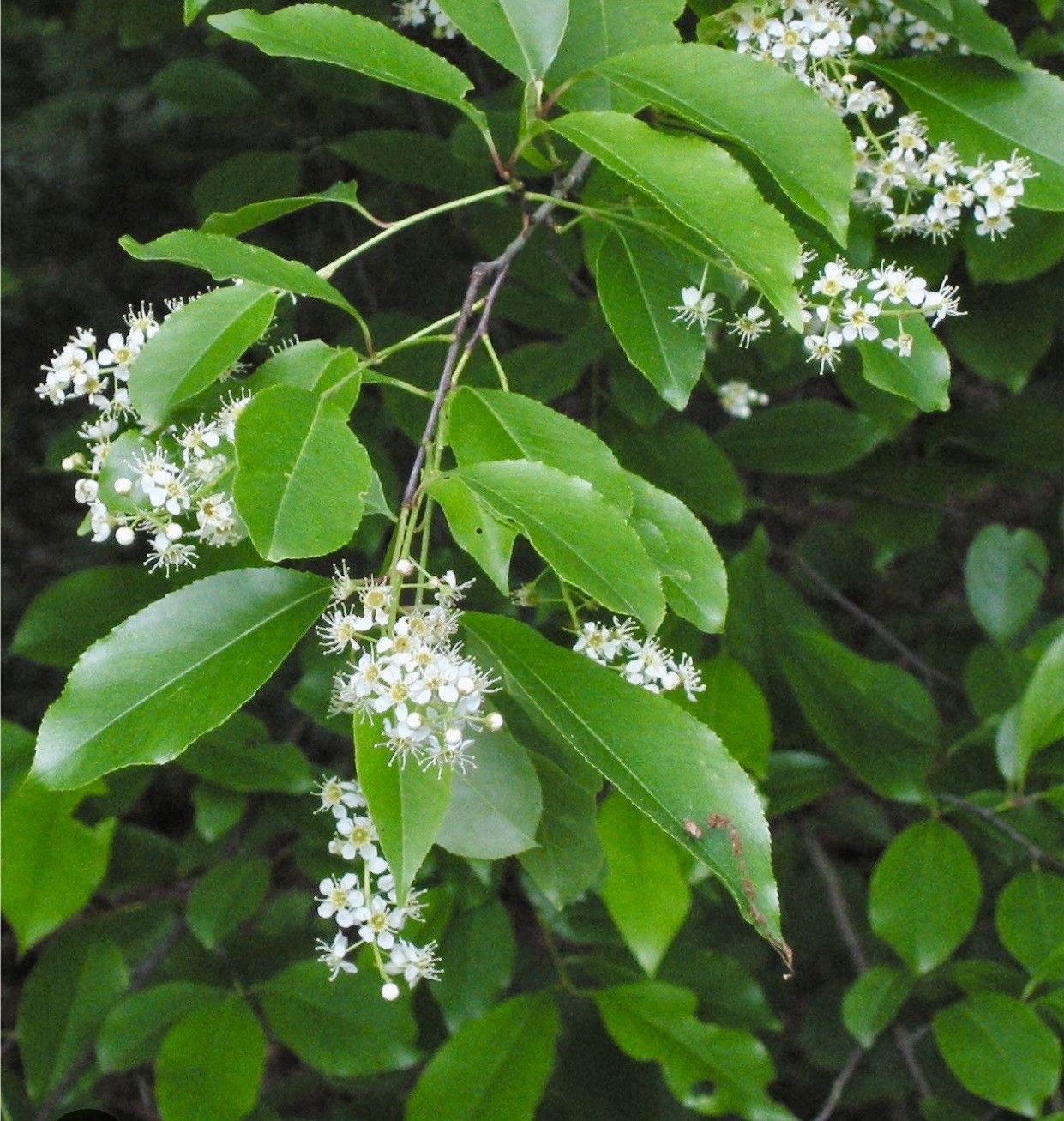 Black Cherry (Prunus serotina) Tree Seedlings 7 Live Plants Many Uses